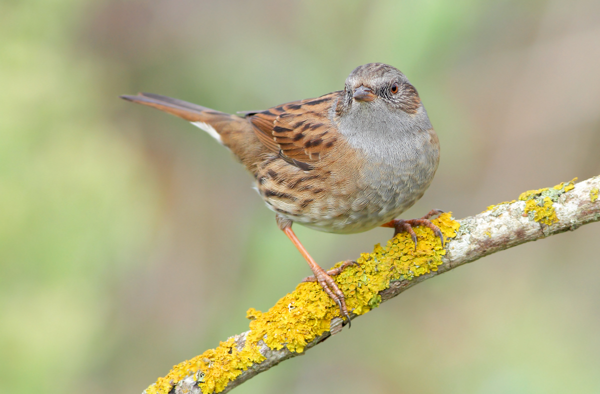 Dunnock