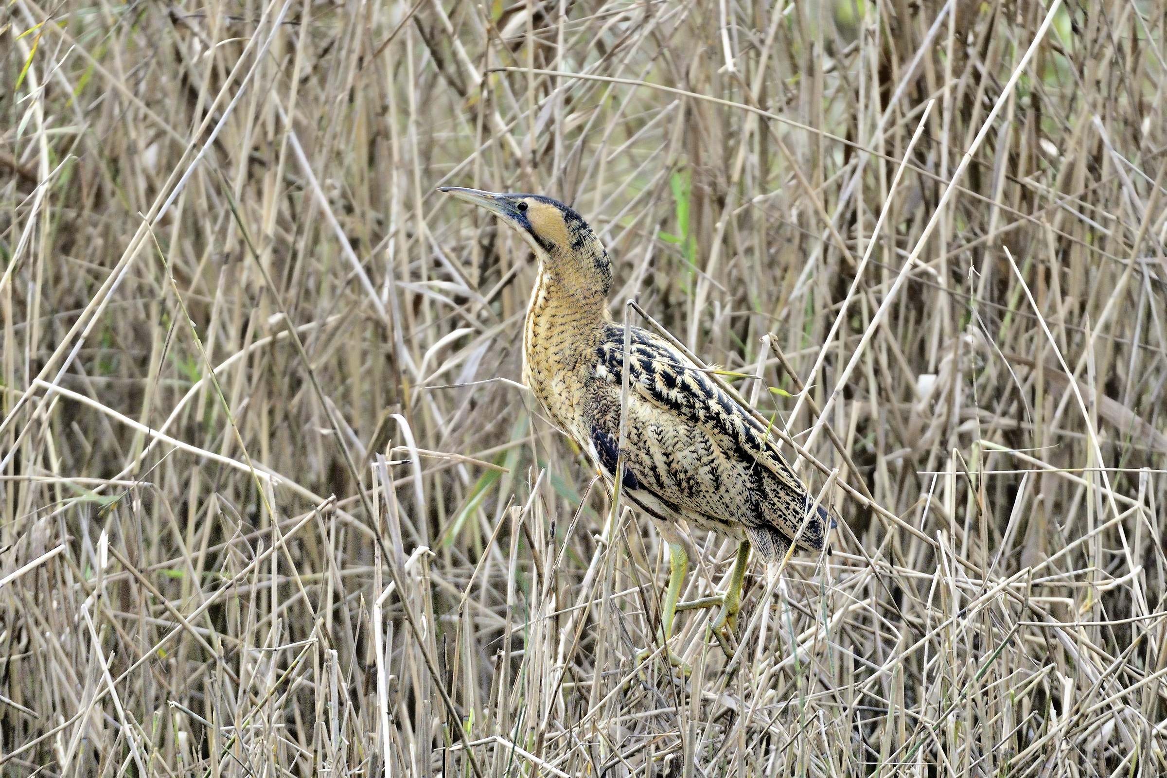 Tarabuso (Botaurus stellaris)