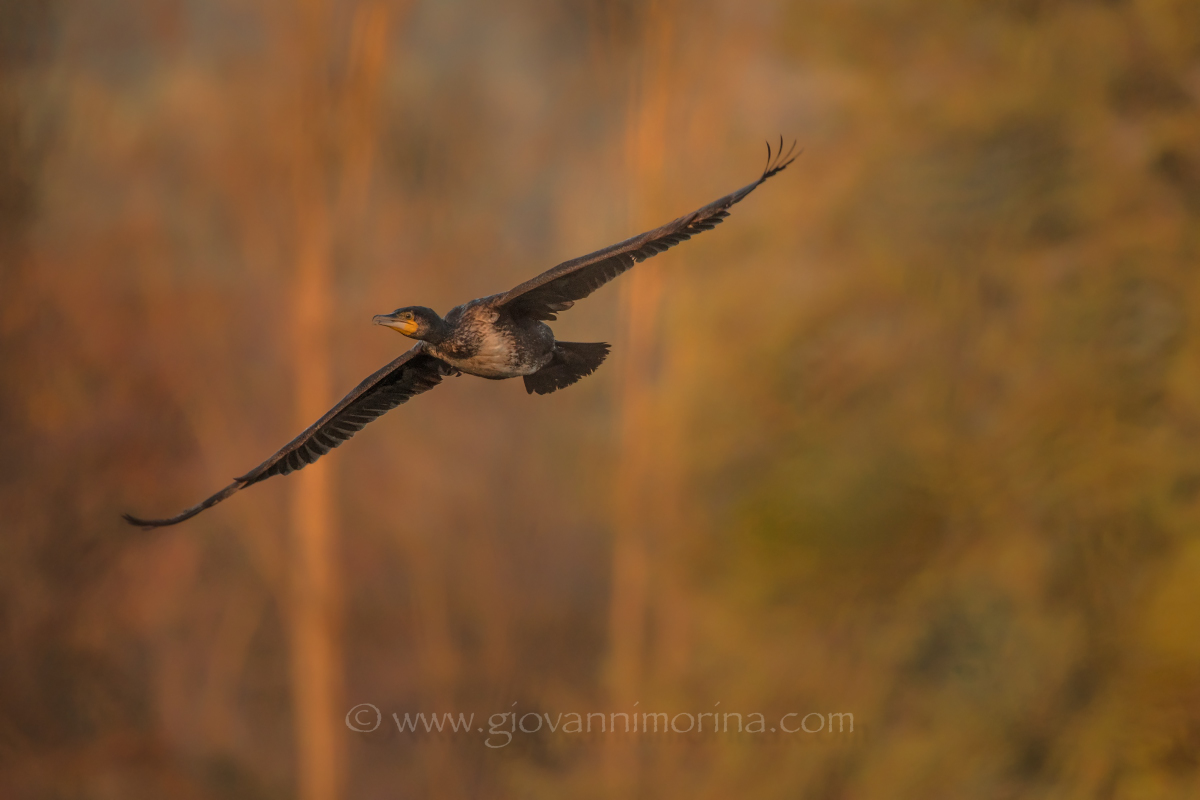 The fall of the cormorant