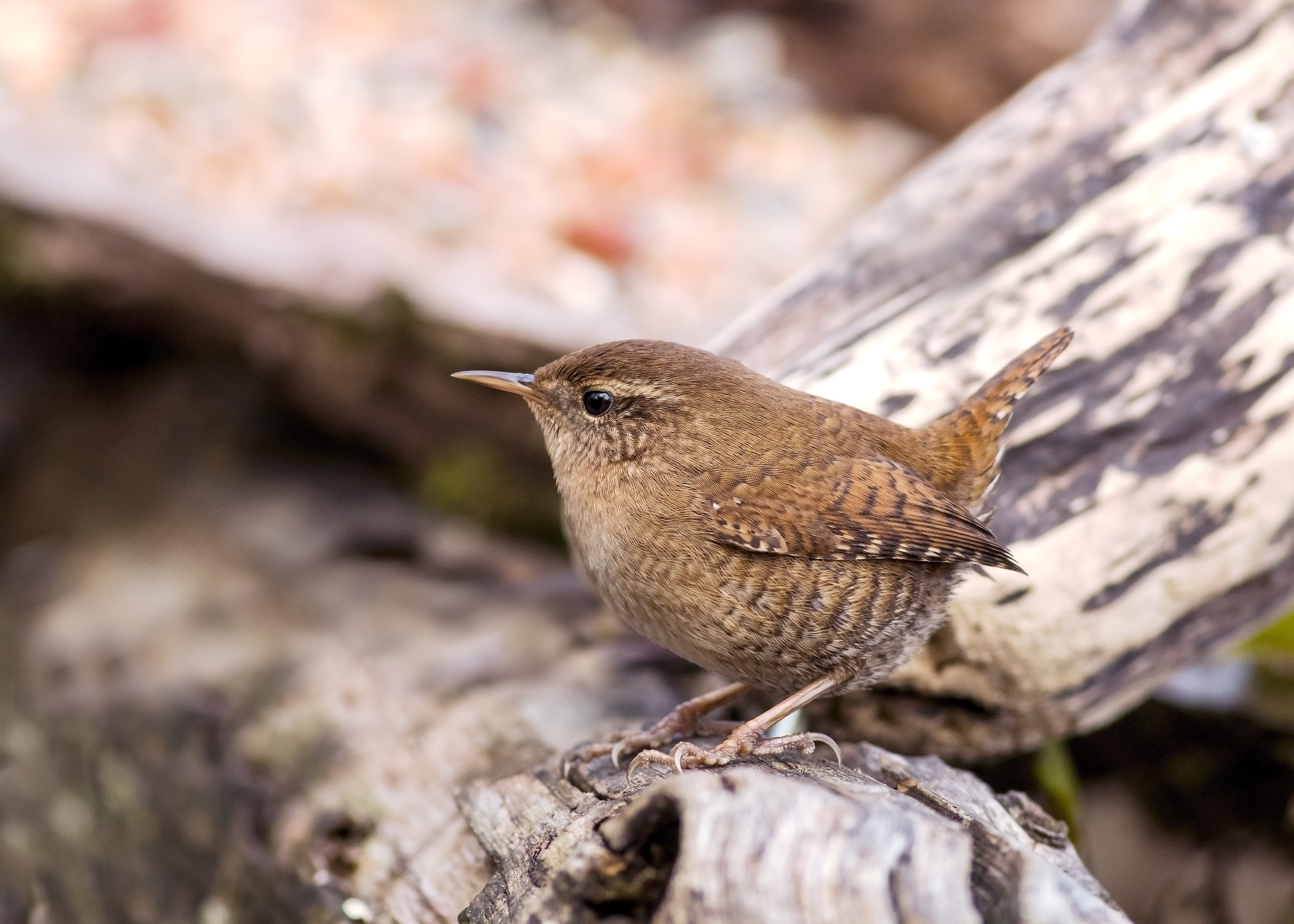 Scricciolo vicino vicino