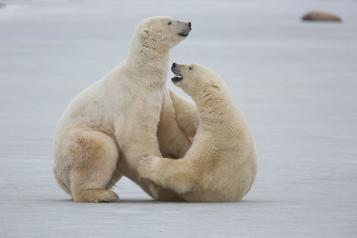 Polar bears playing #3