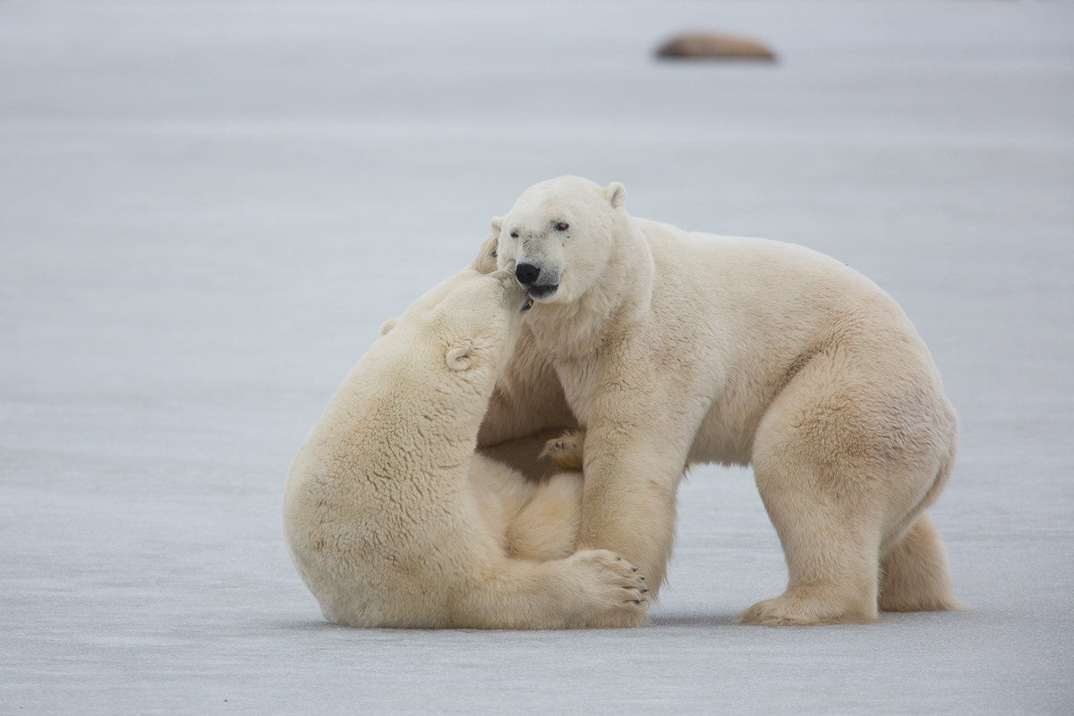 Polar bears playing # 4