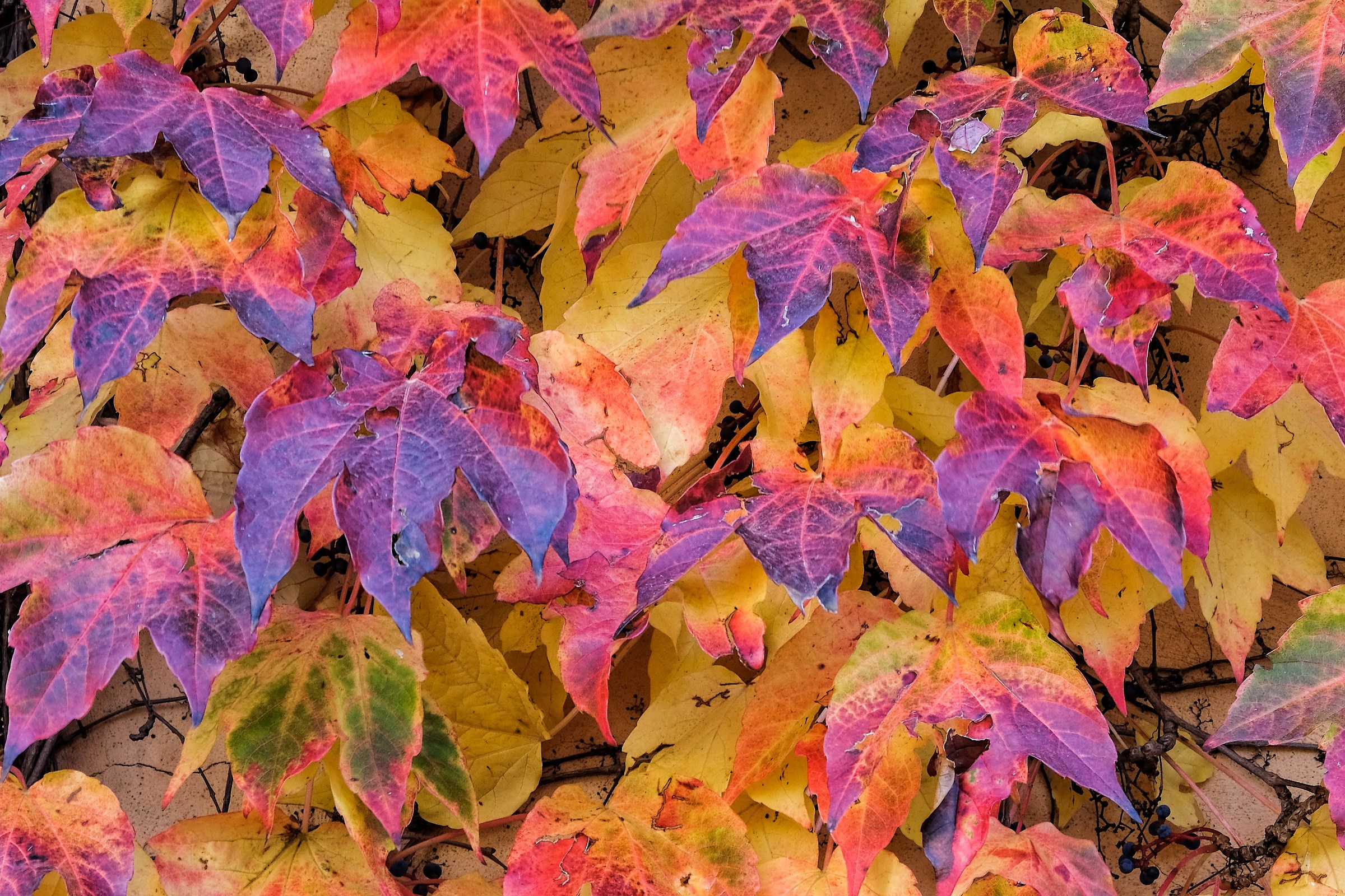 Colori di autunno