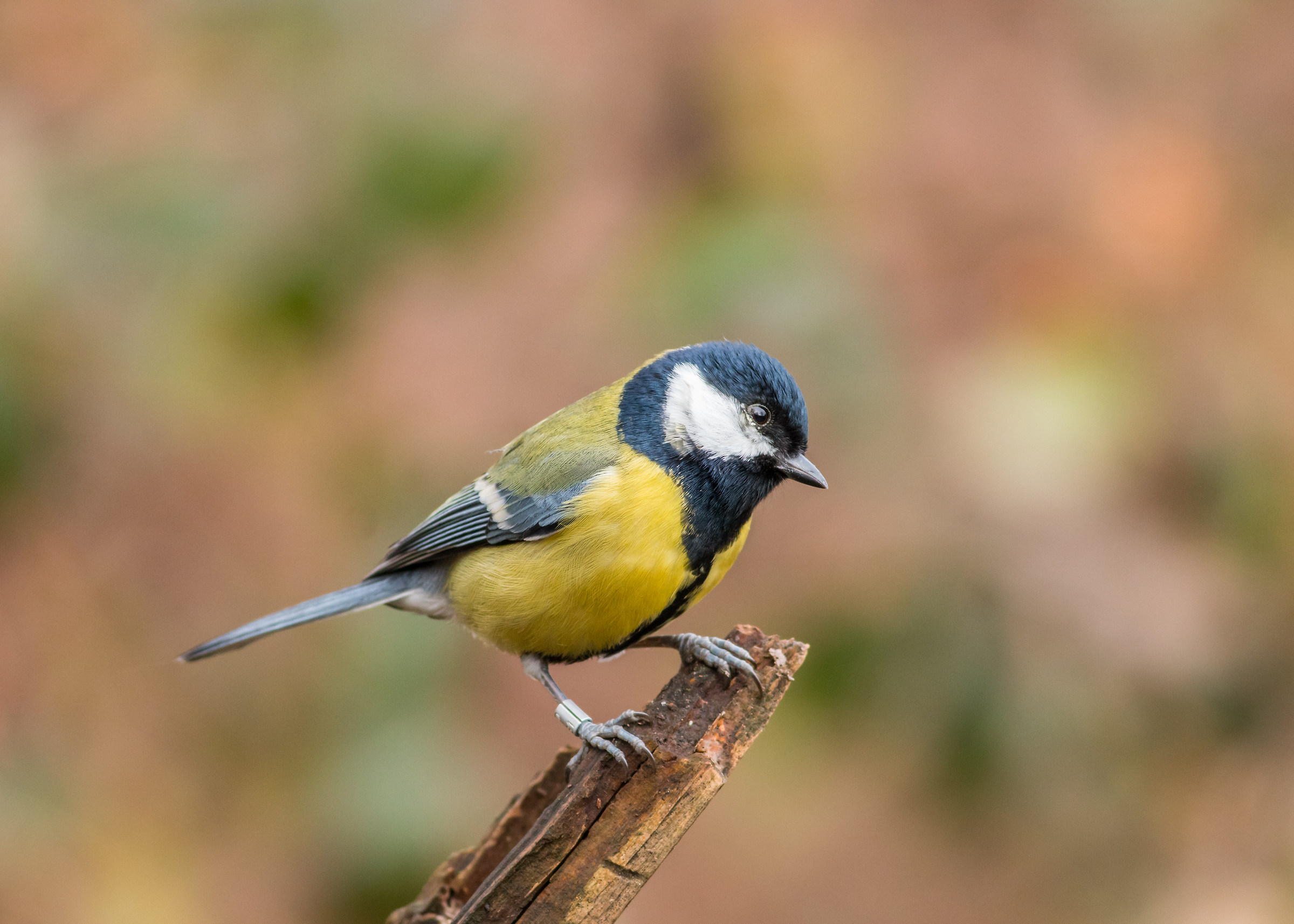 Great Tit