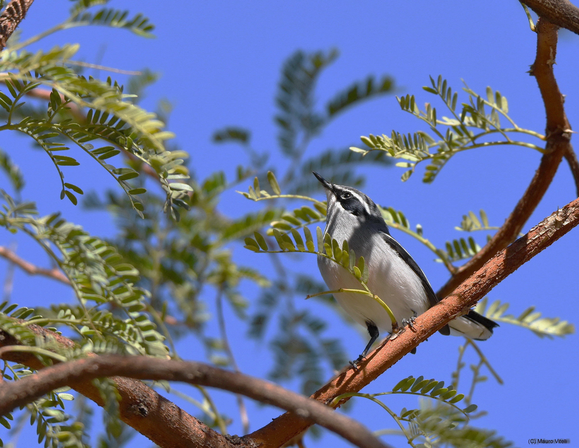 Fairy Fltcatcher (Stenostira Scythian)