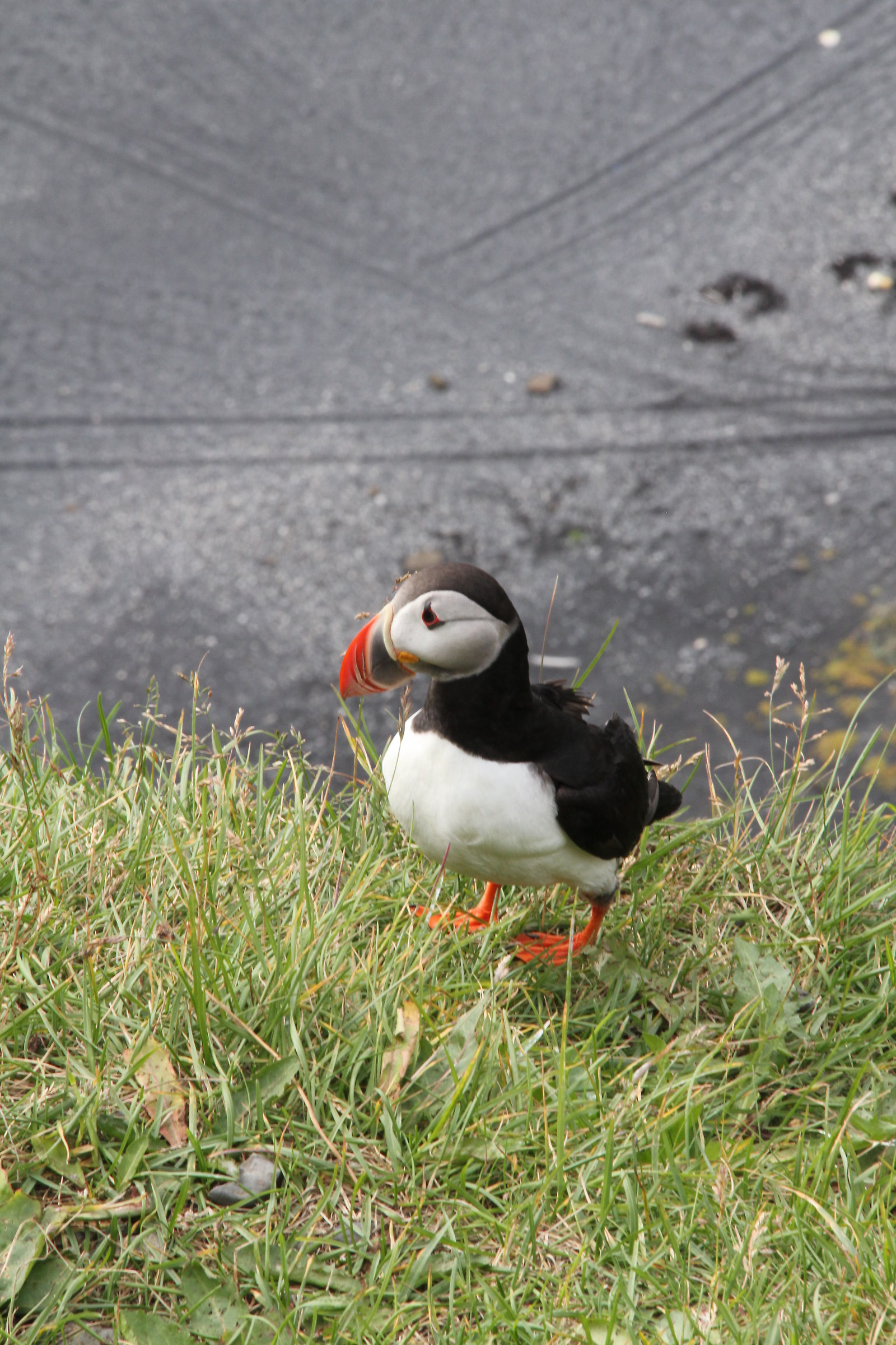 Iceland - Puffin