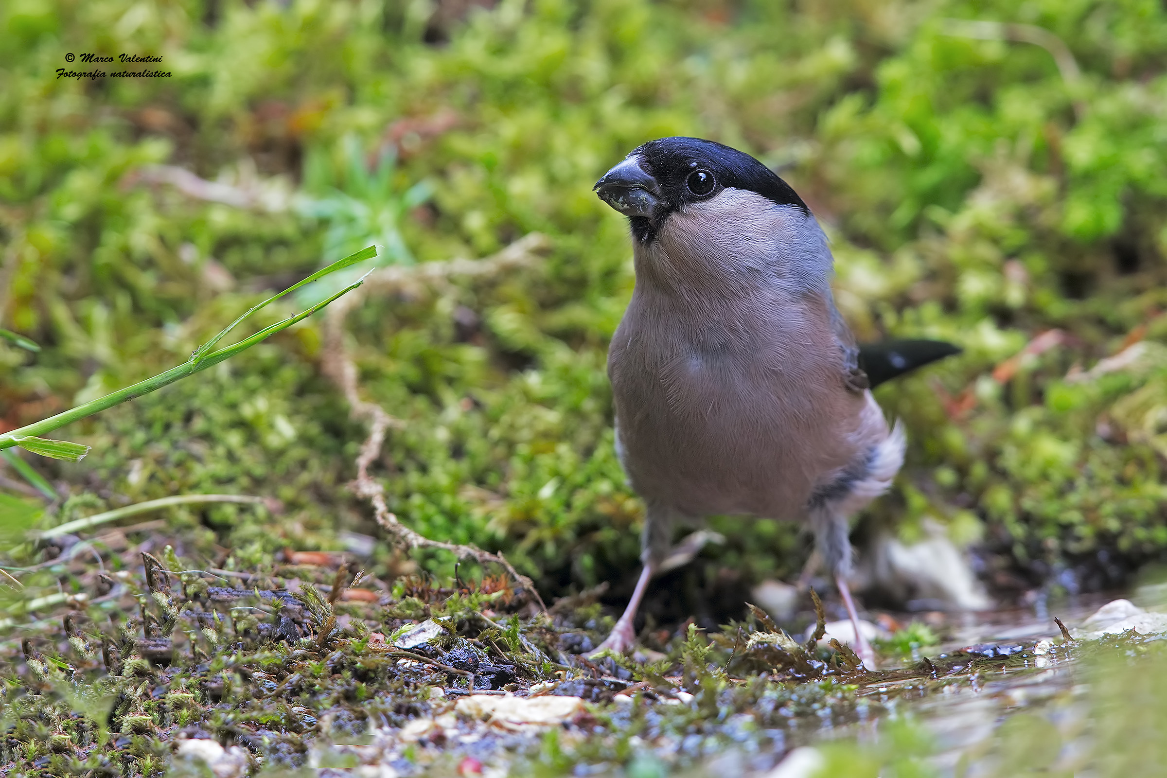 My first Bullfinch (a)