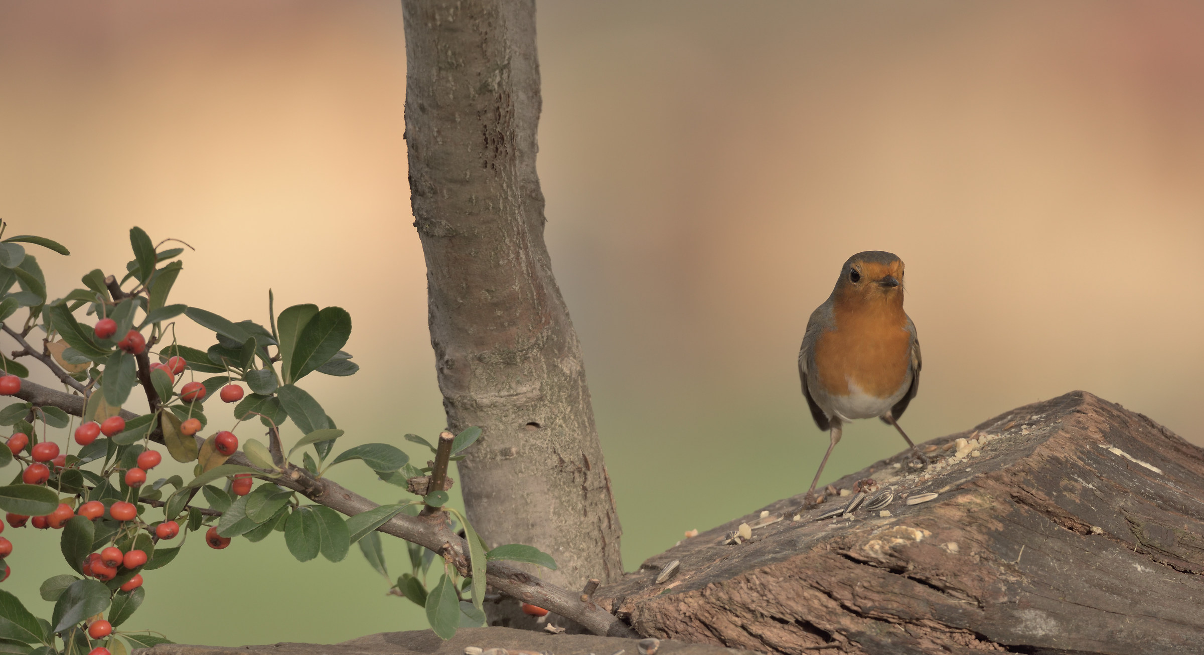 postcards from Montevecchia-robin