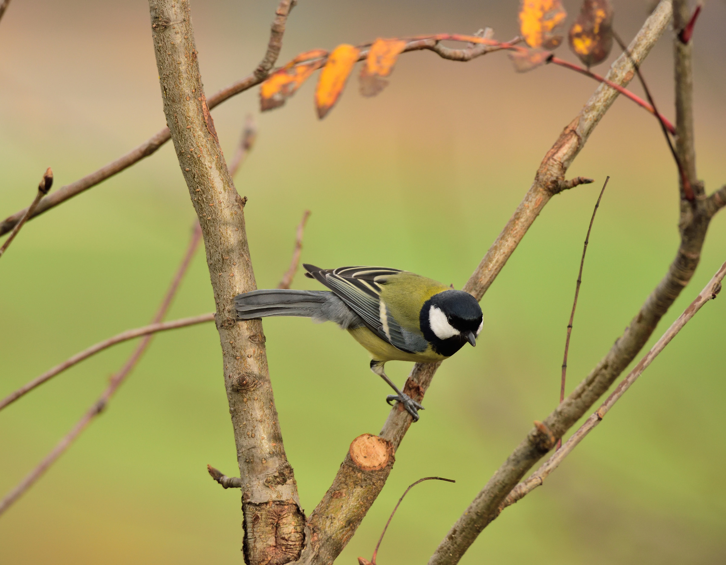 postcards from Montevecchia-tit