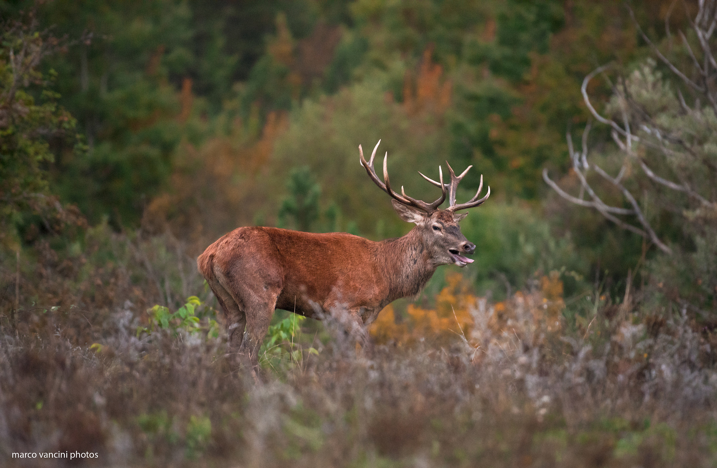 Il cervo mi fa la linguaccia