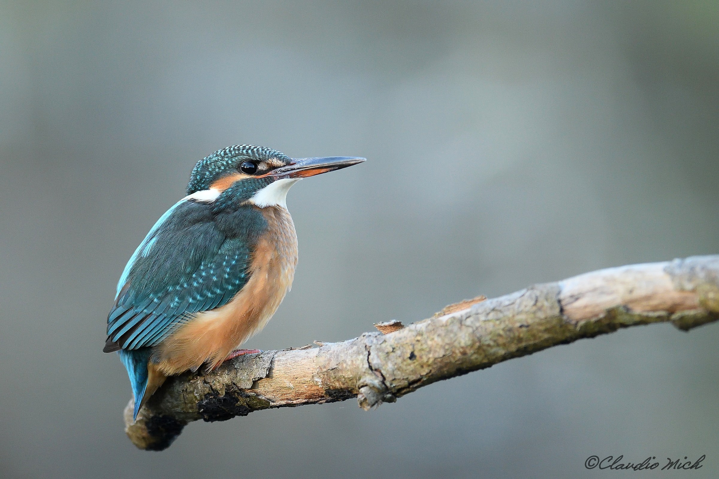 Kingfisher