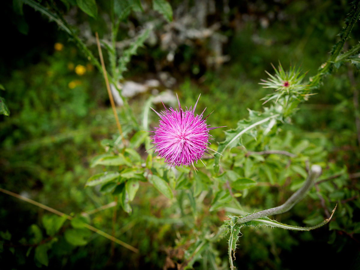 Cardo, Abruzzo National Park