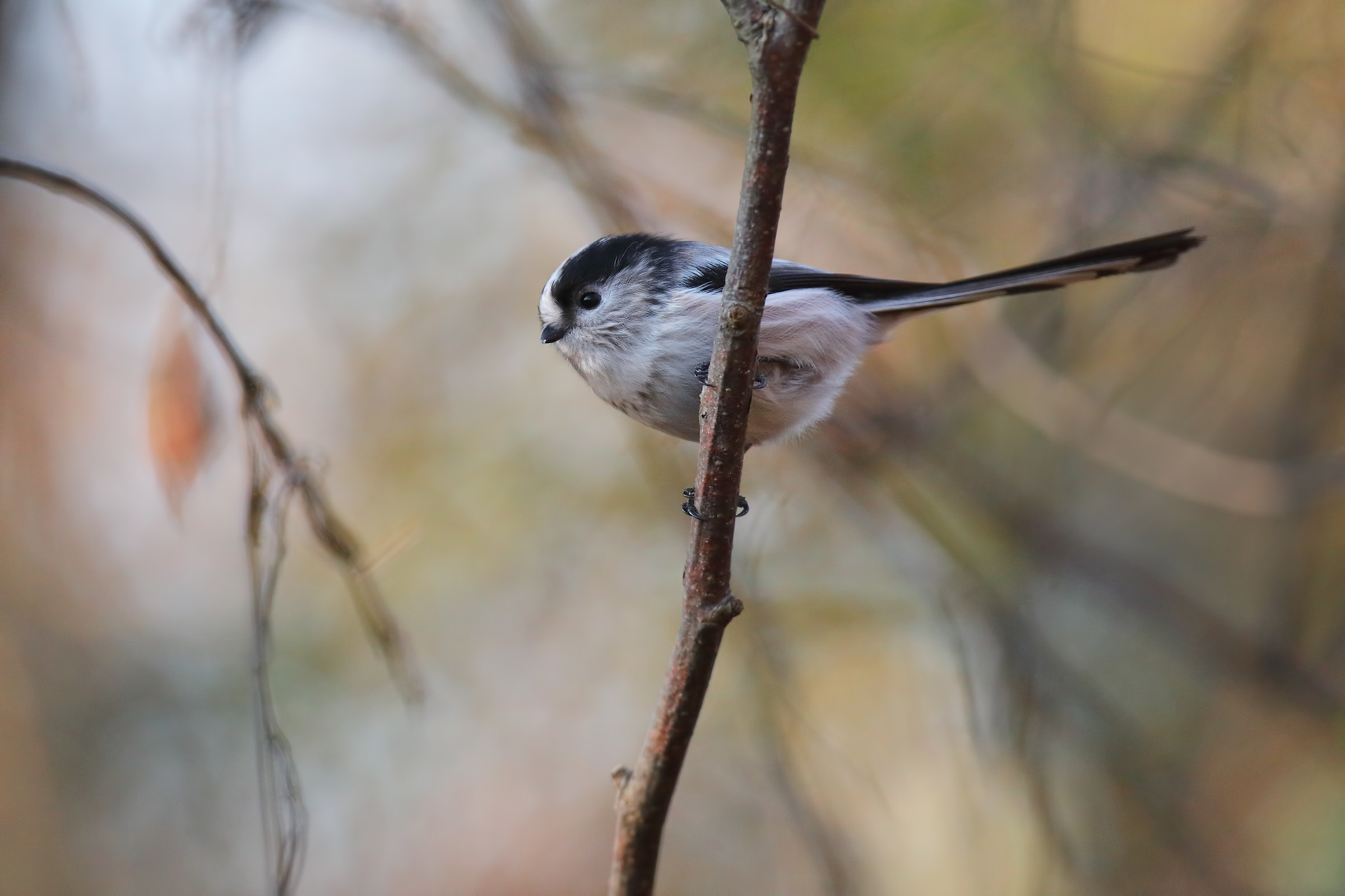 Long-tailed Tit