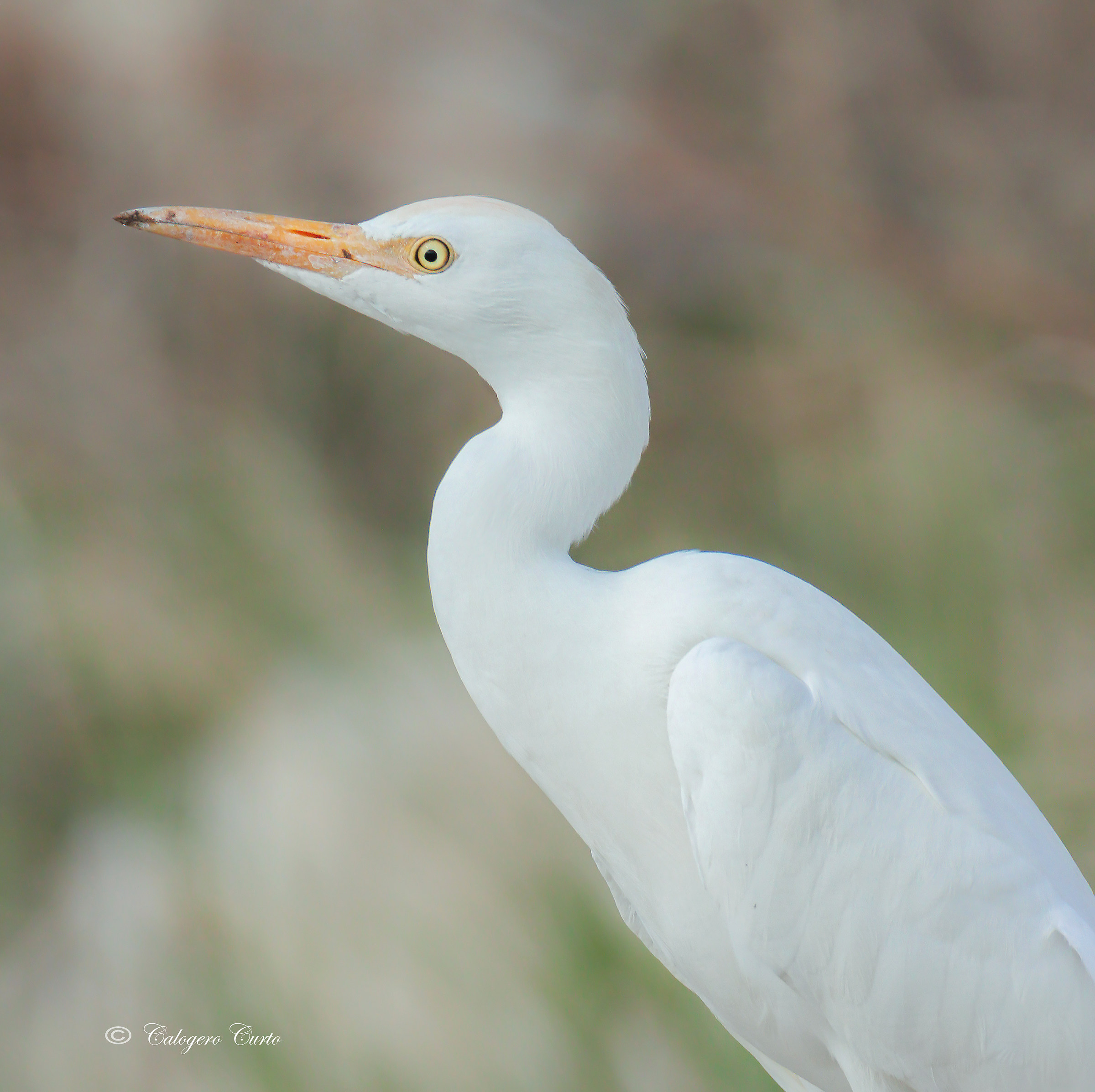 White Heron