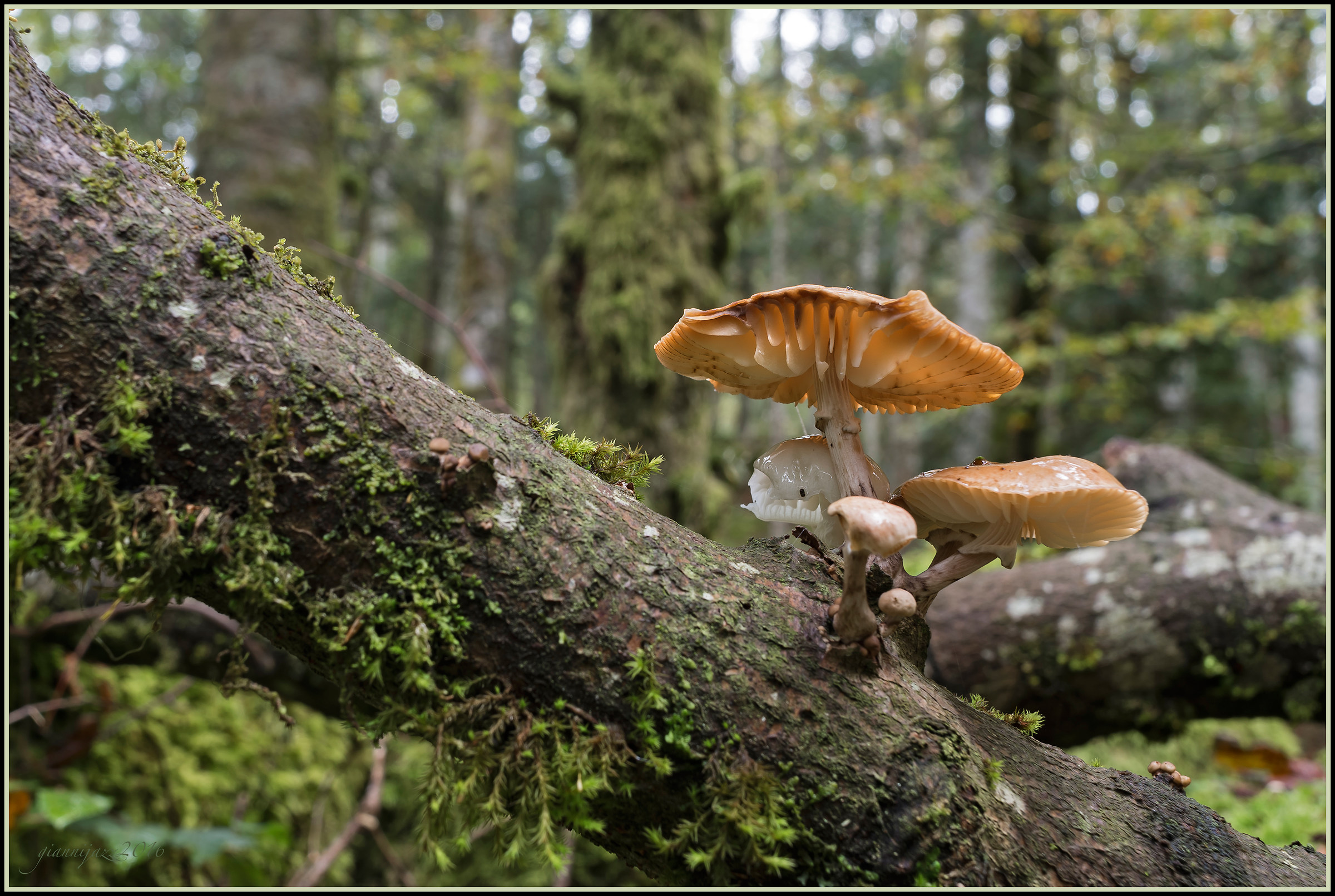 Foresta del Cansiglio