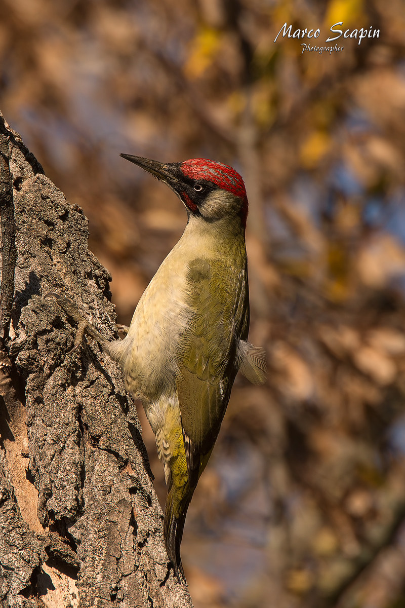 green woodpecker