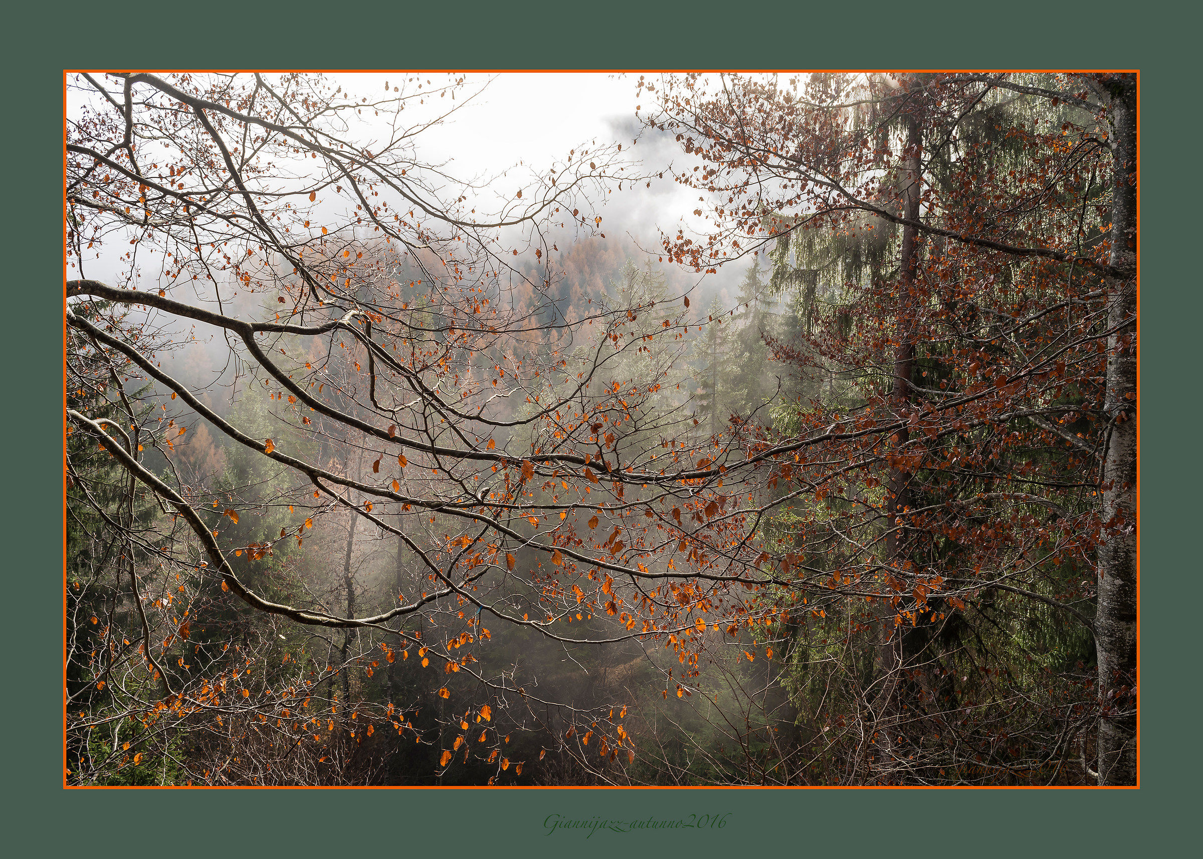 Sole e nebbia tra gli alberi nel bosco