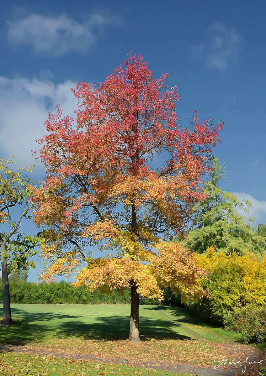 A pleasant autumn glimpse fresh