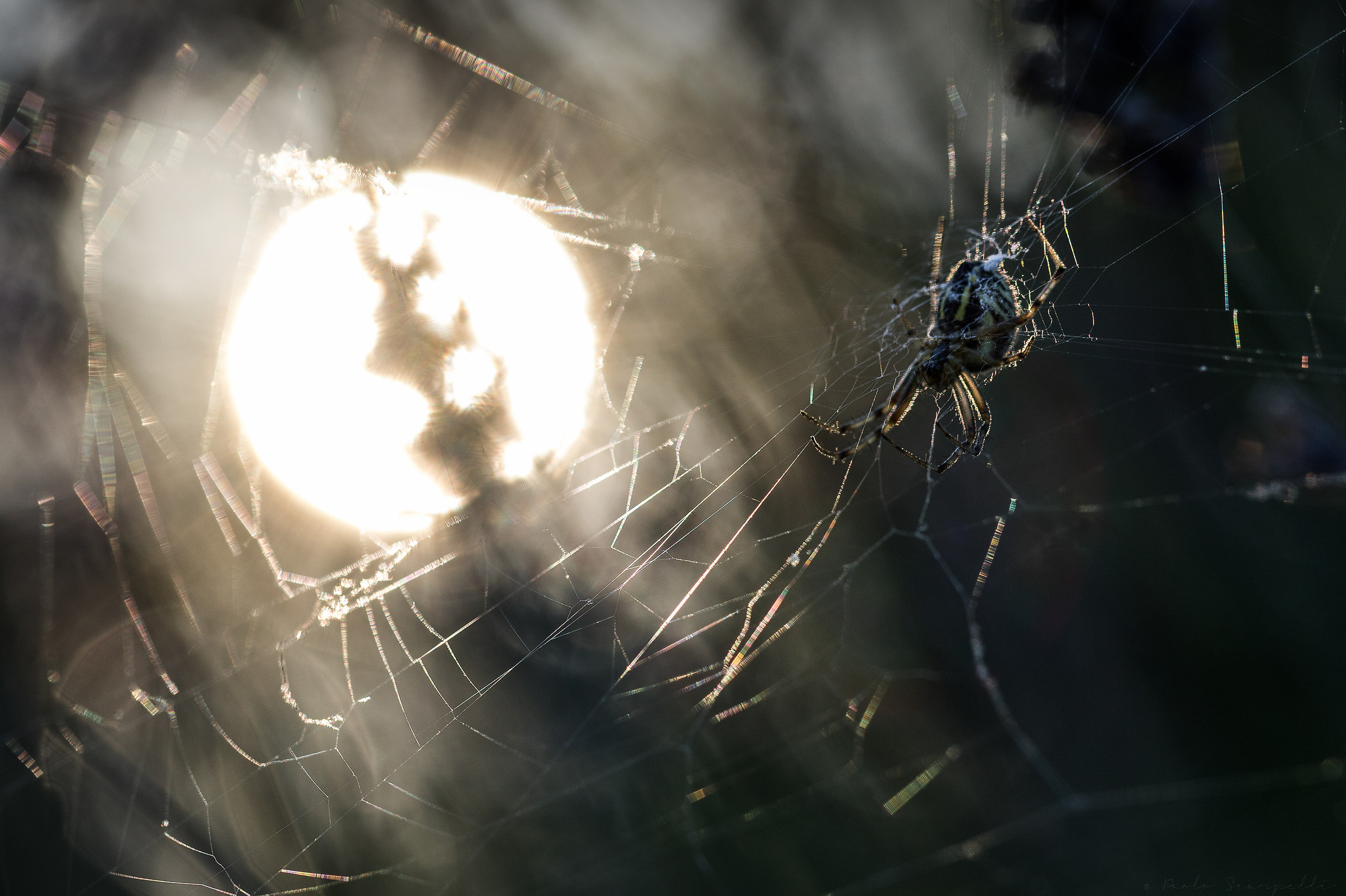 Same place, same spider