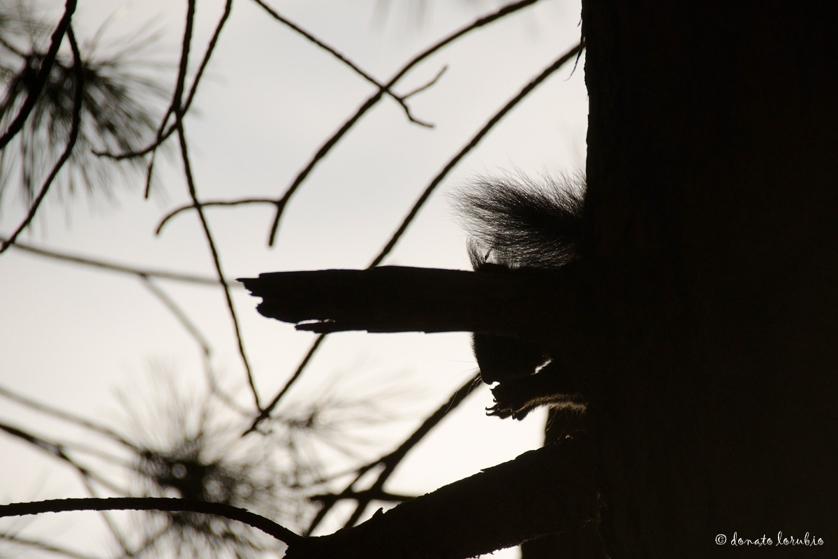 Scoiattolo meridionale