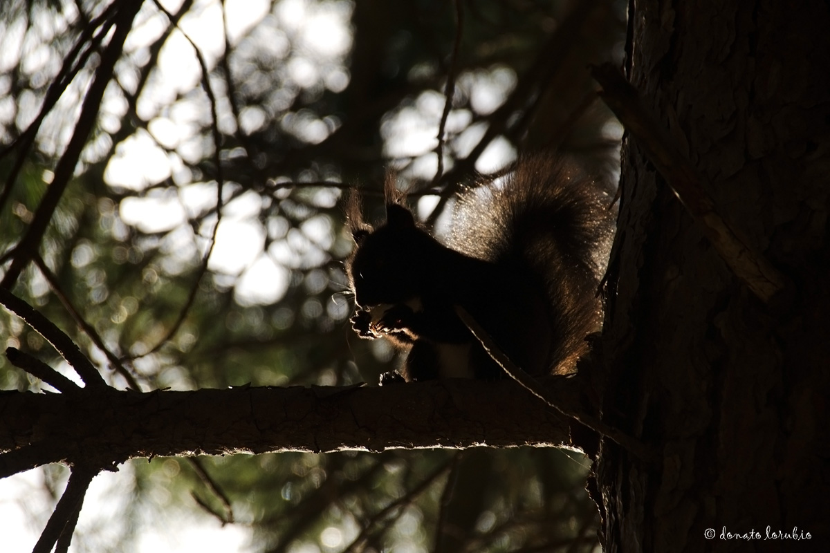 Scoiattolo meridionale