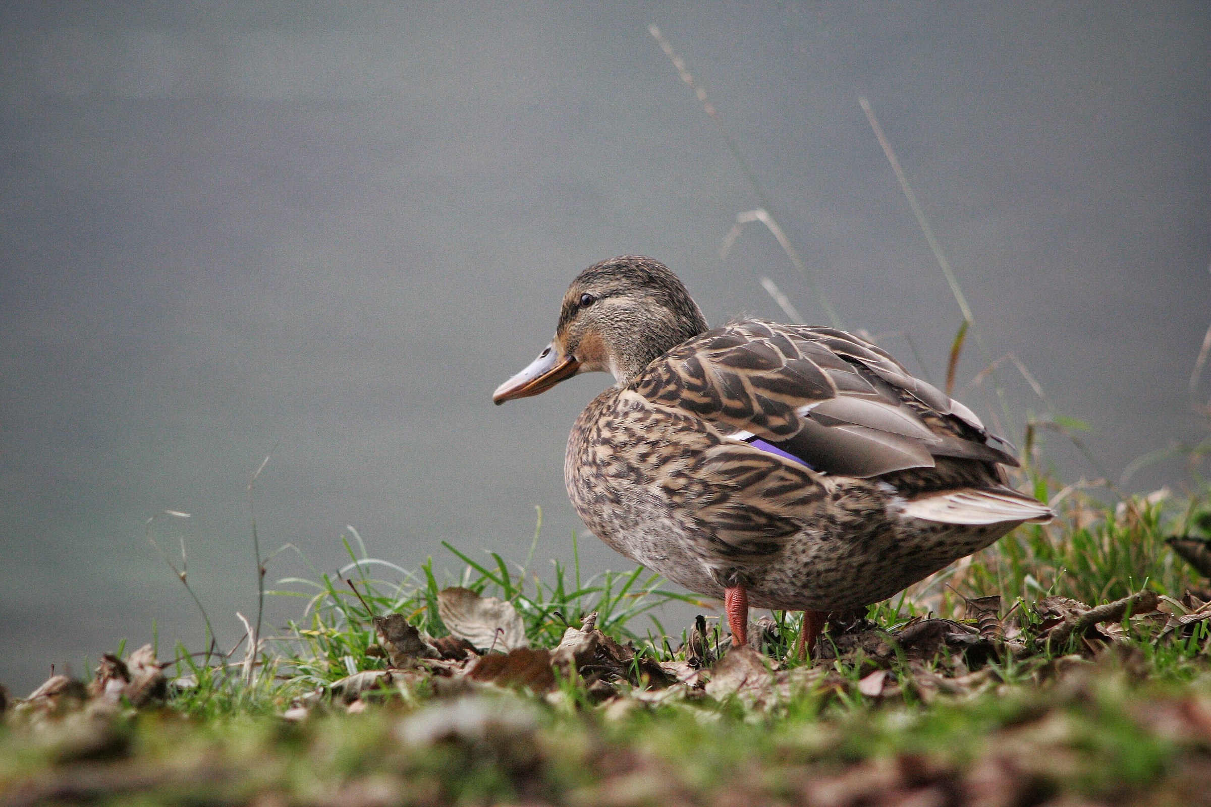 Anche la classica fauna é affascinante