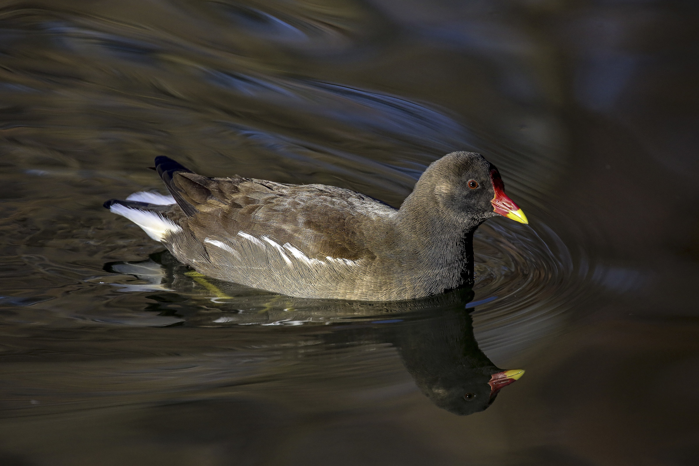Moorhen