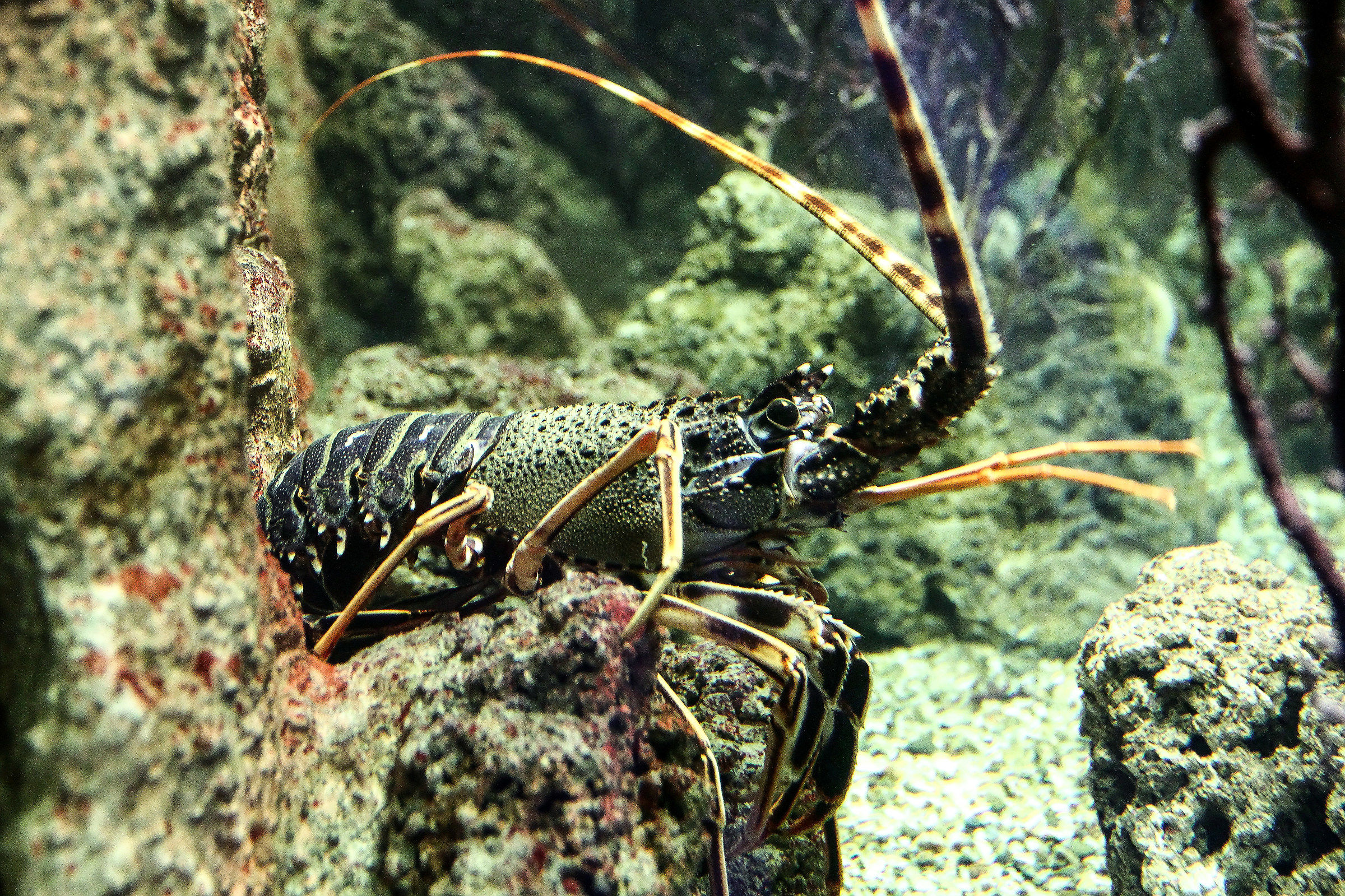 I sisonorizzate antennas