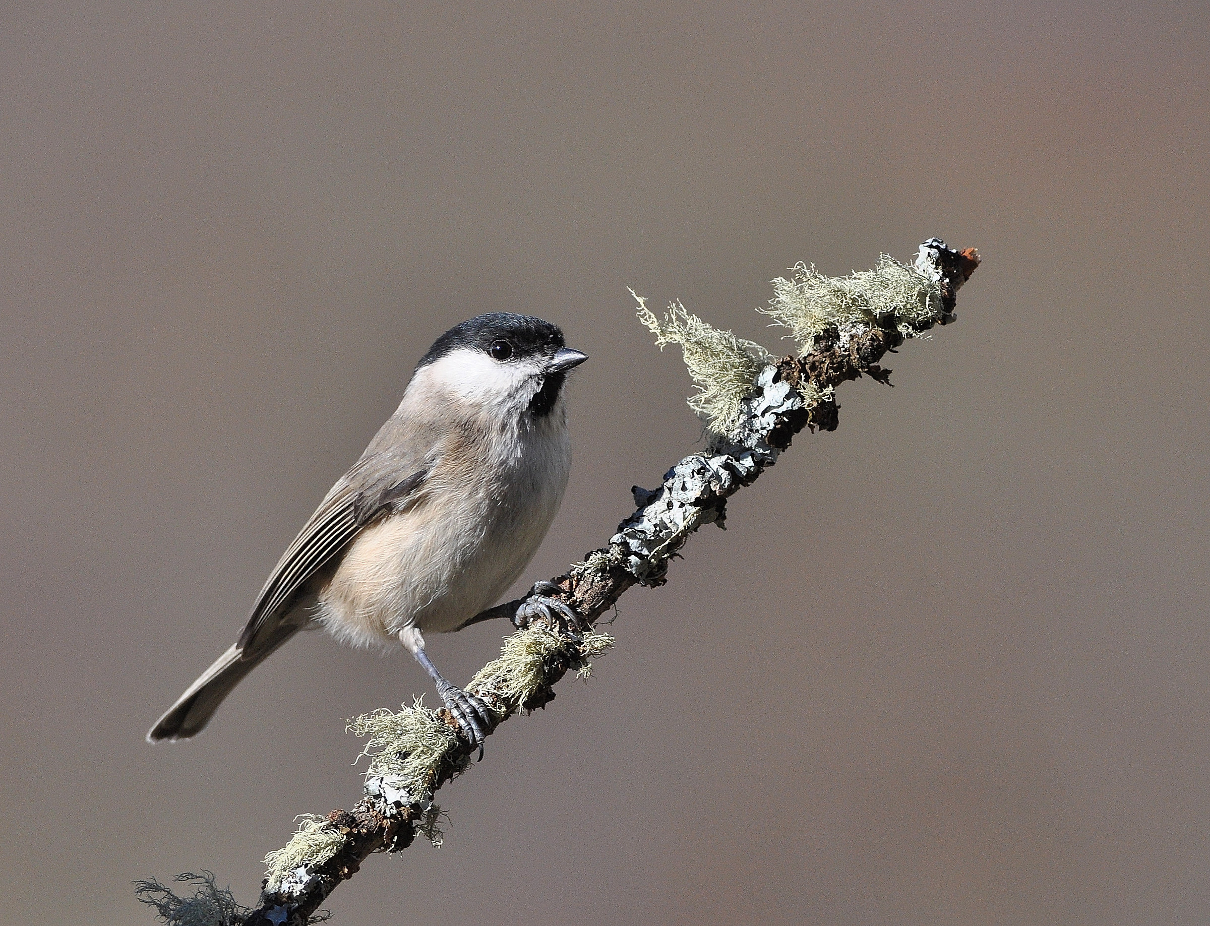 Una simpatica cincia bigia