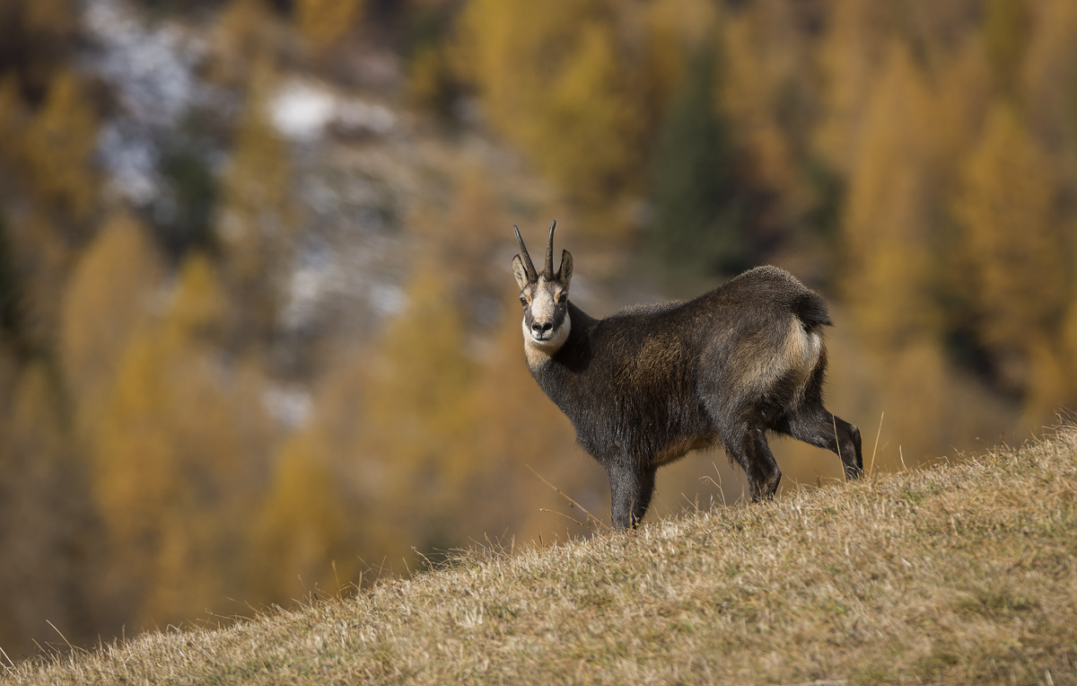 Chamois