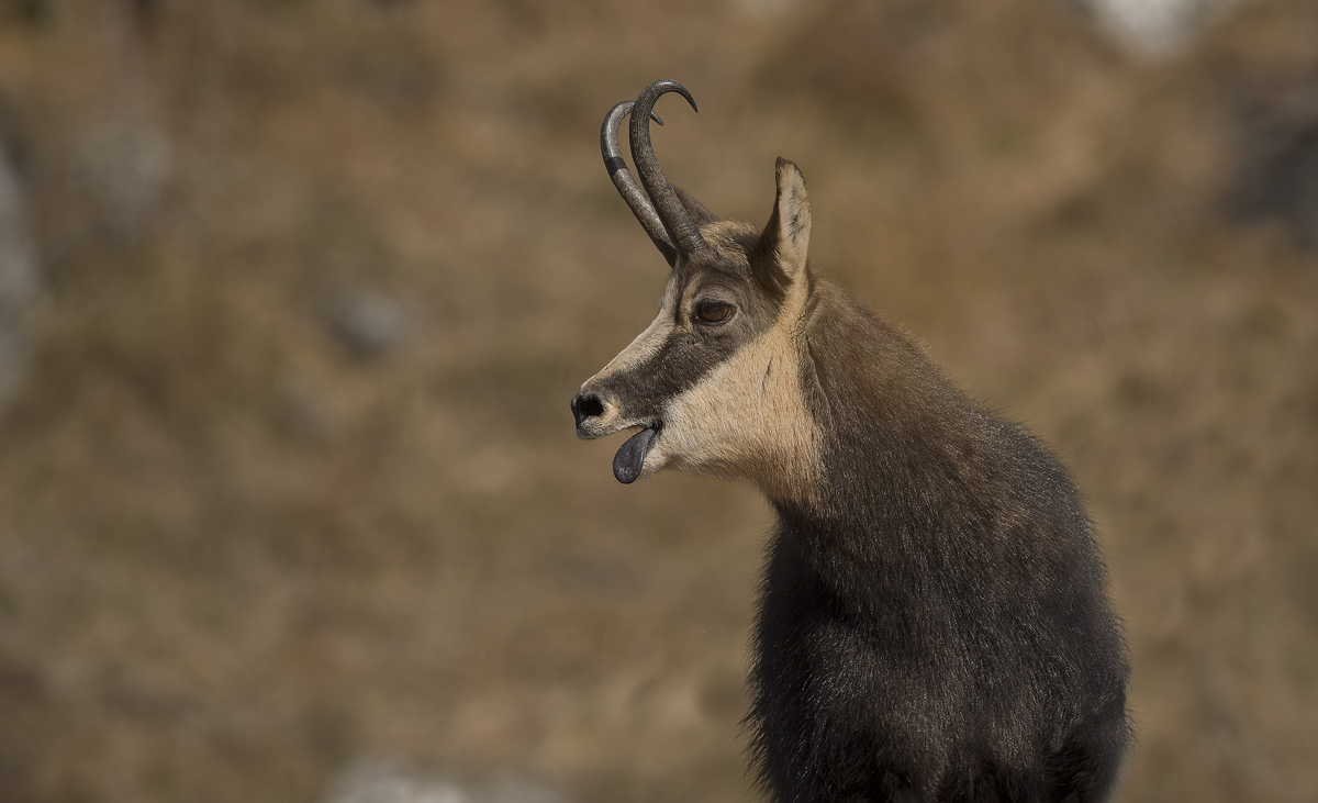 Chamois