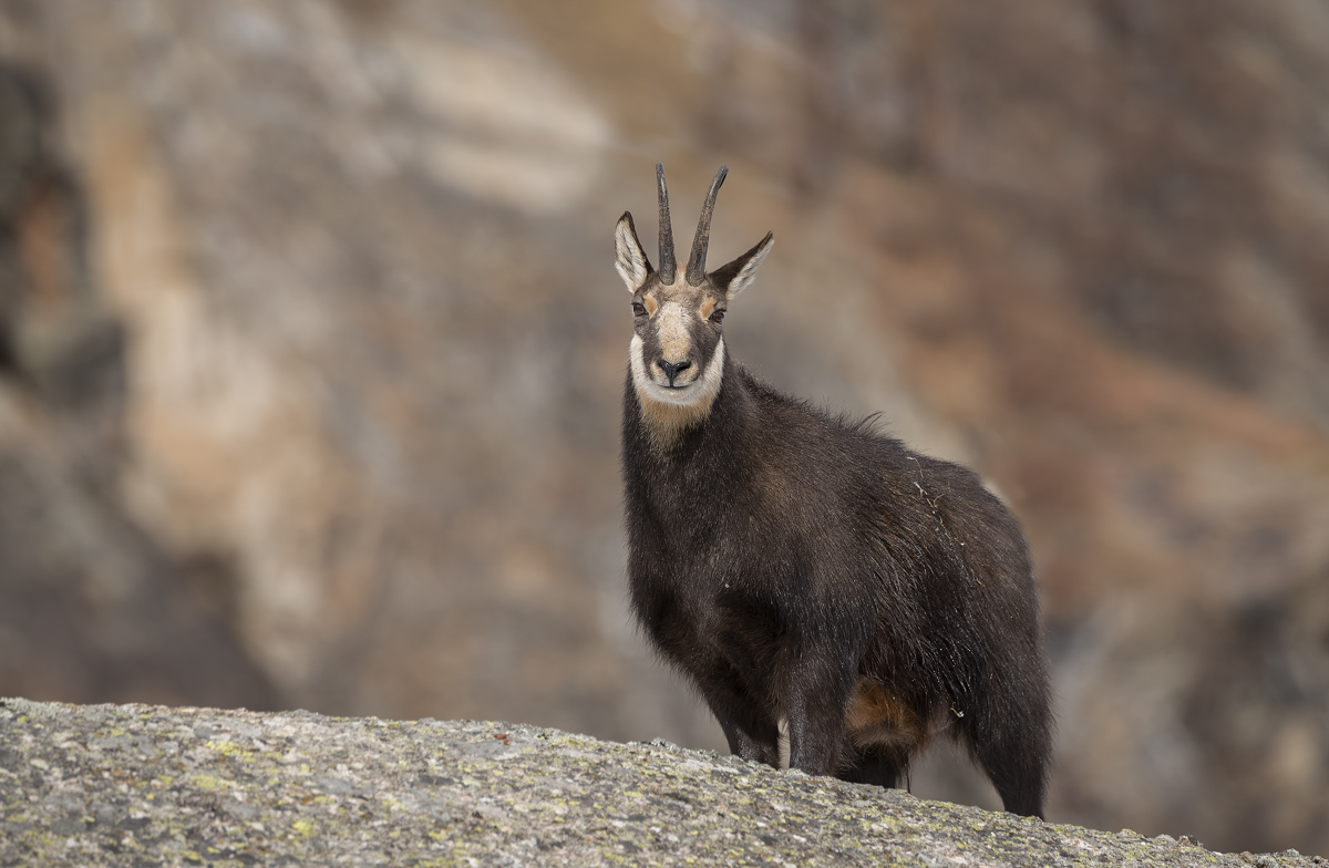 Chamois