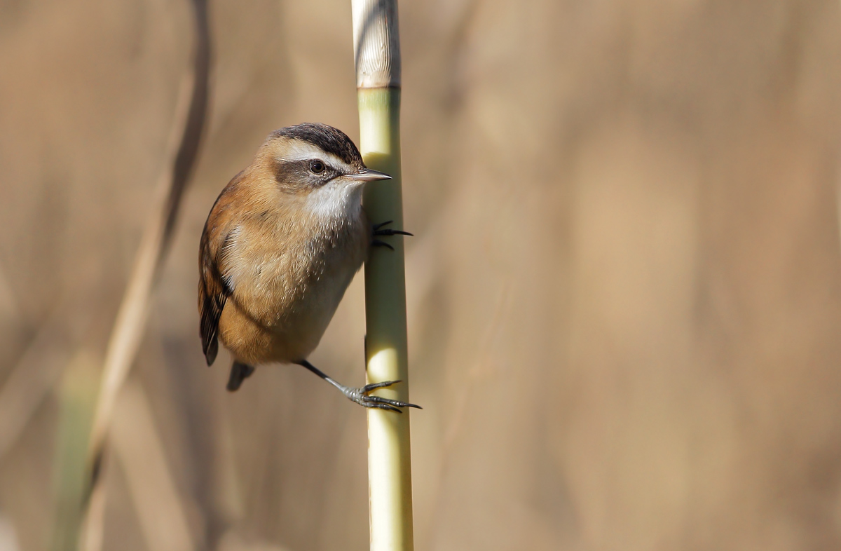 moustached warbler