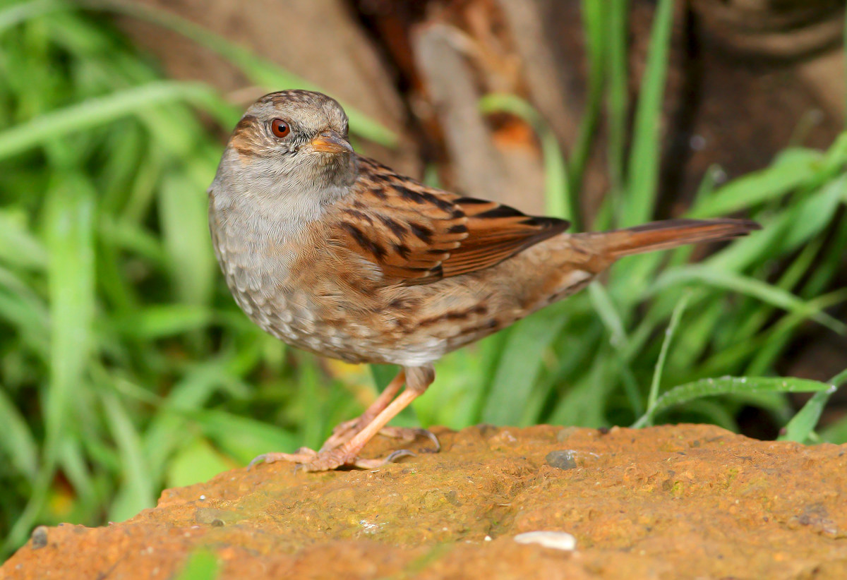 Dunnock