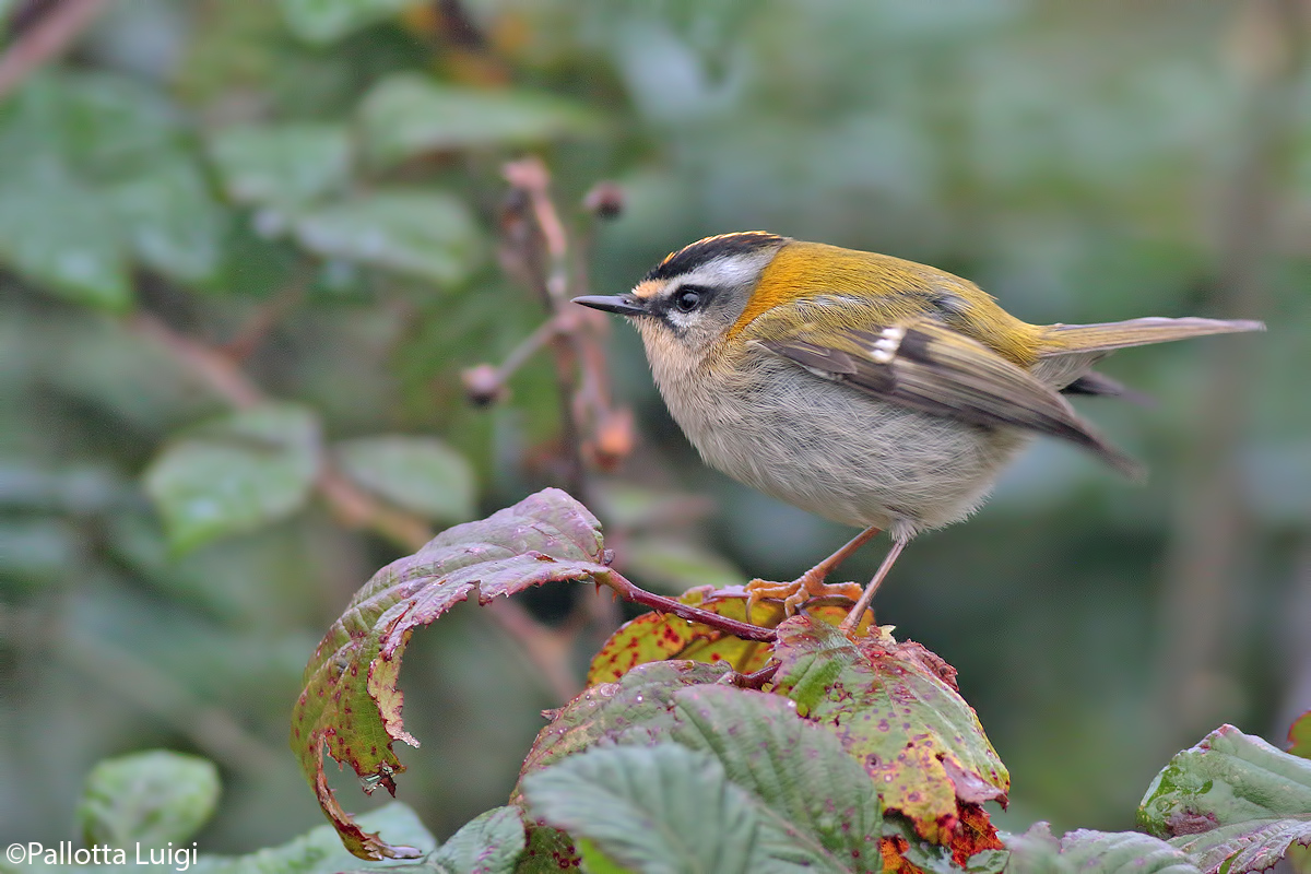 Fiorrancino (Regulus ignicapillus)