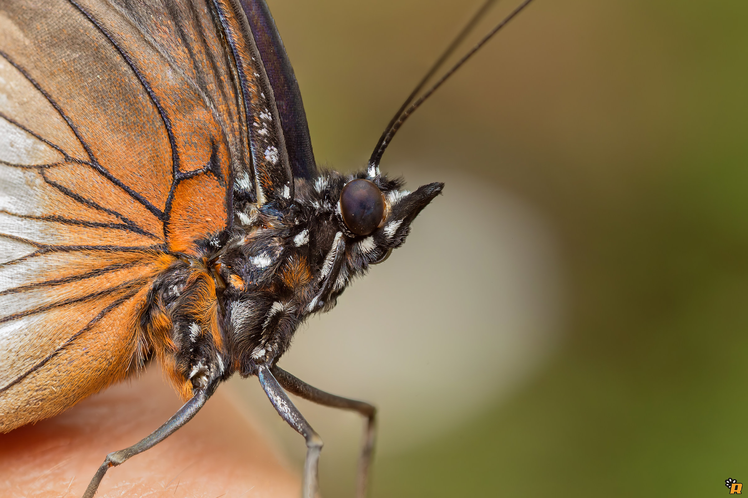 Butterfly on finger