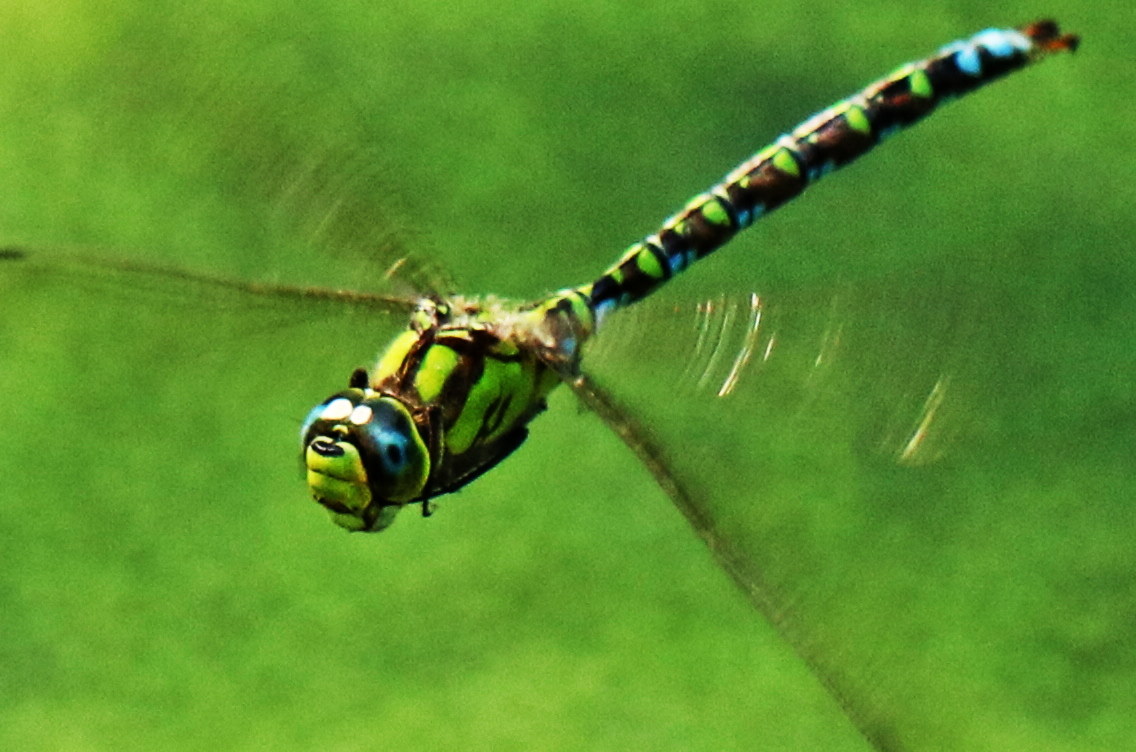 Libellula verde
