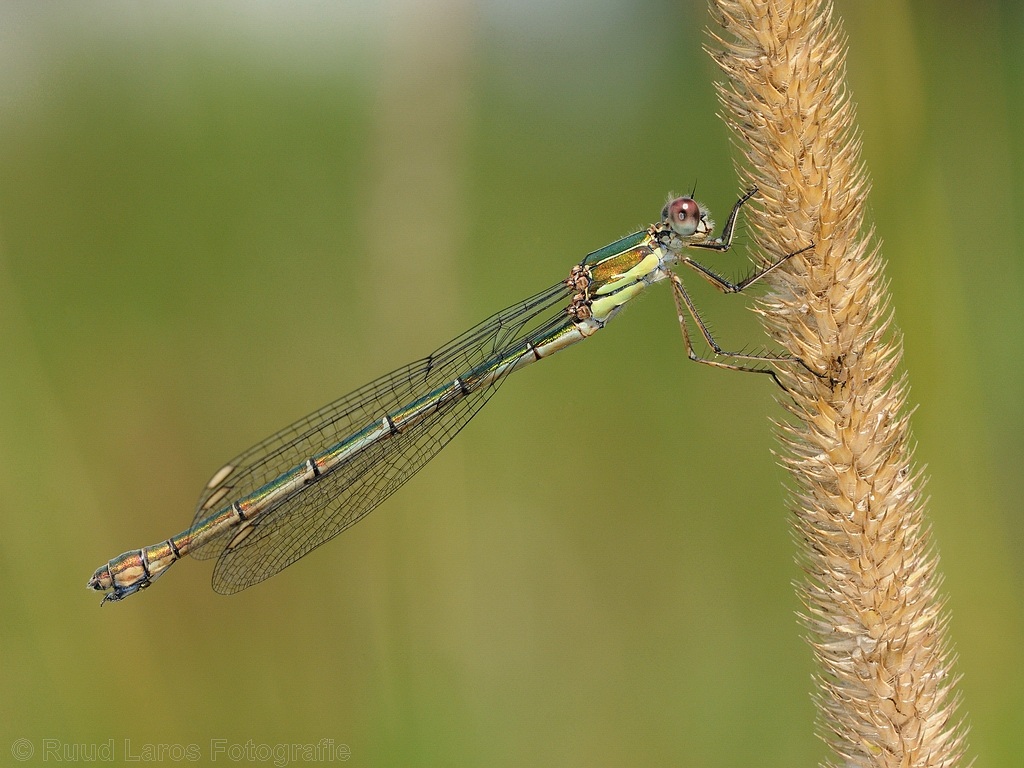 Lestes viridis