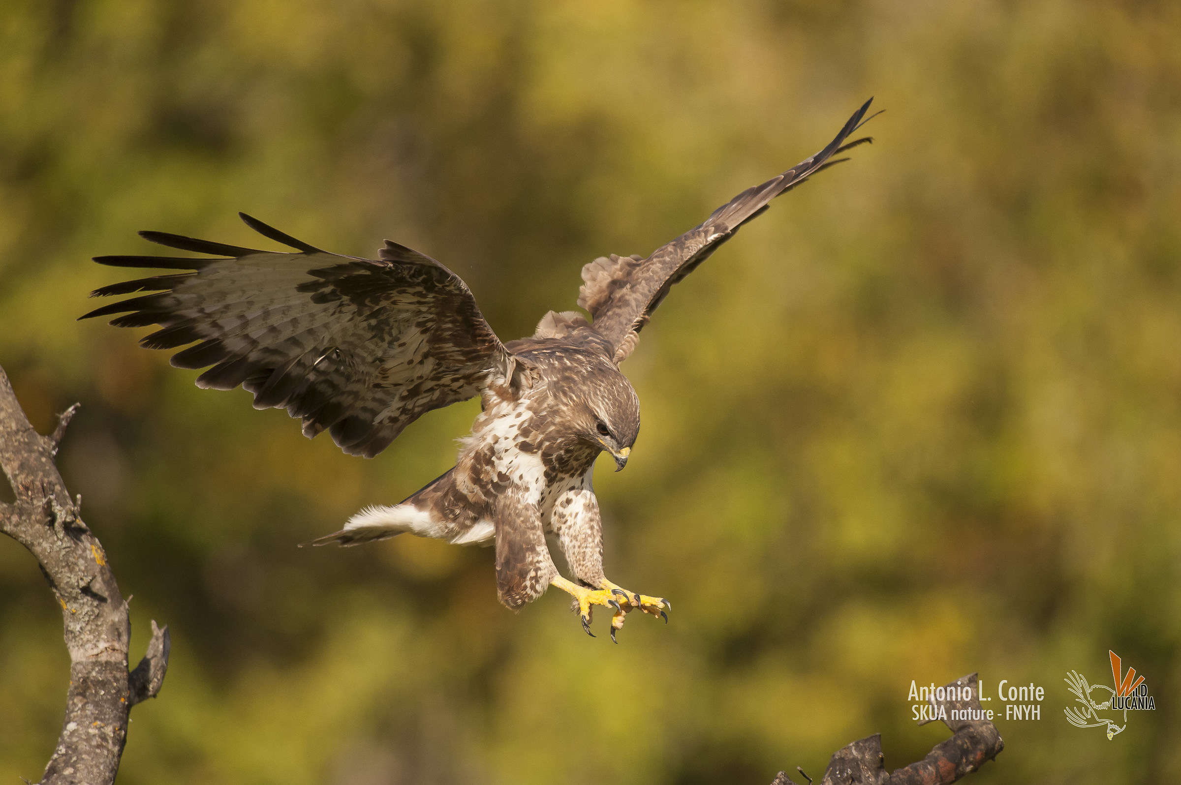 Buzzard