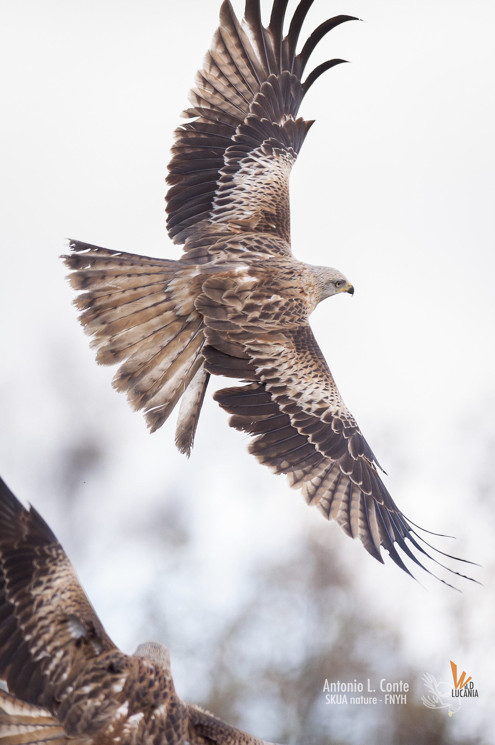 NibbioReale / Red-kite (Milvus milvus)