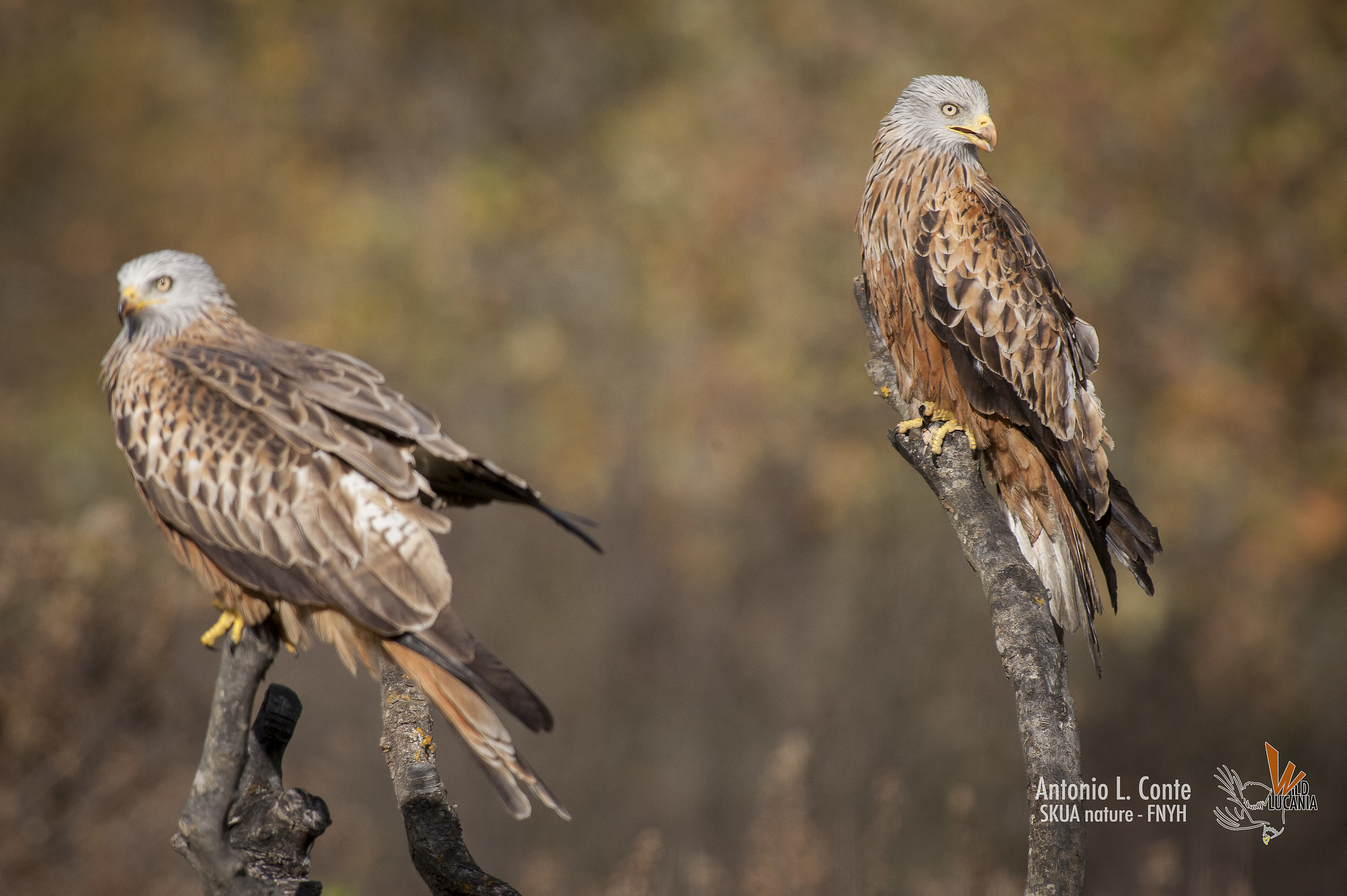NibbioReale/Red-kite (Milvus milvus)