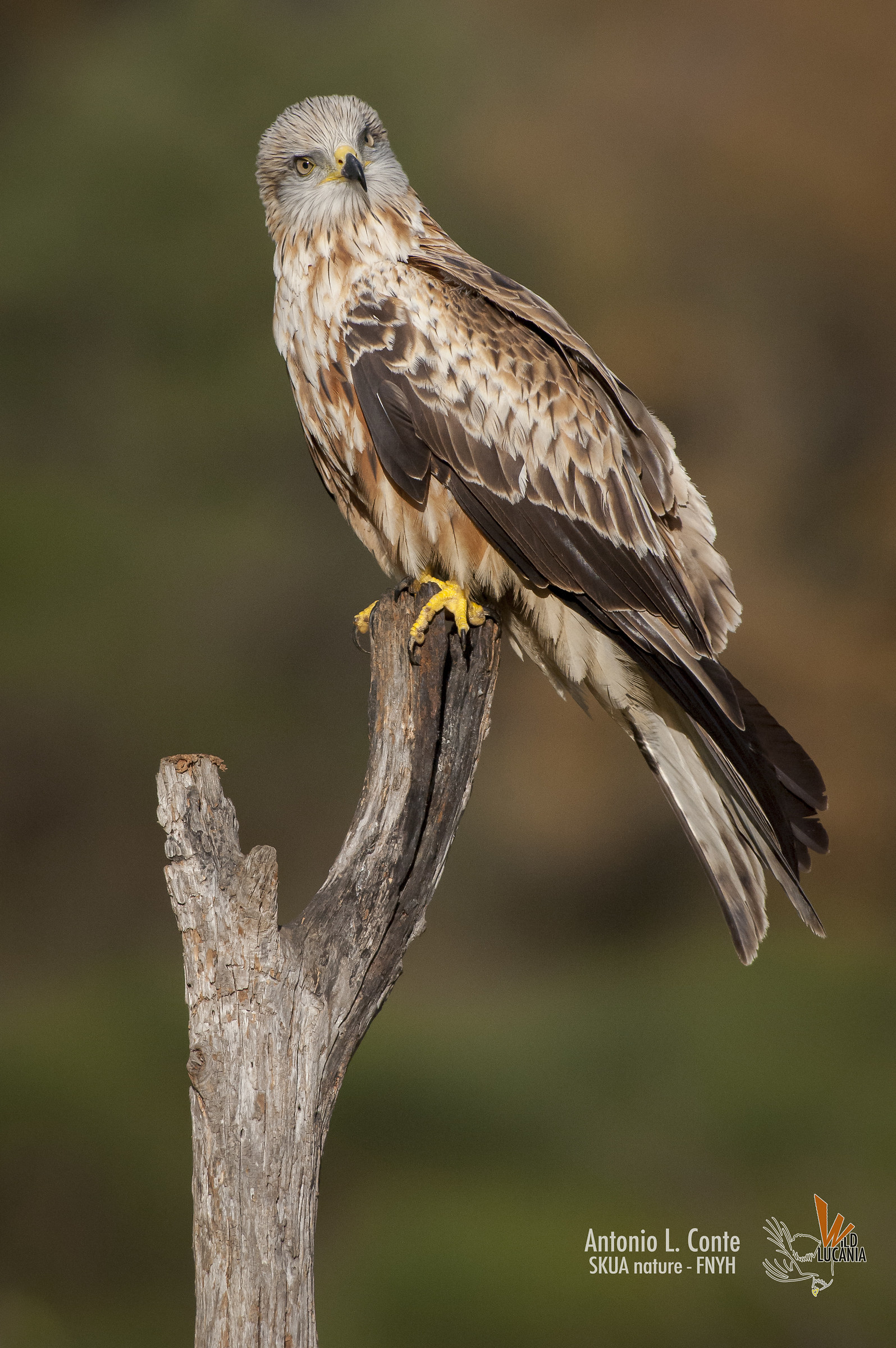 NibbioReale / Red-kite (Milvus milvus)