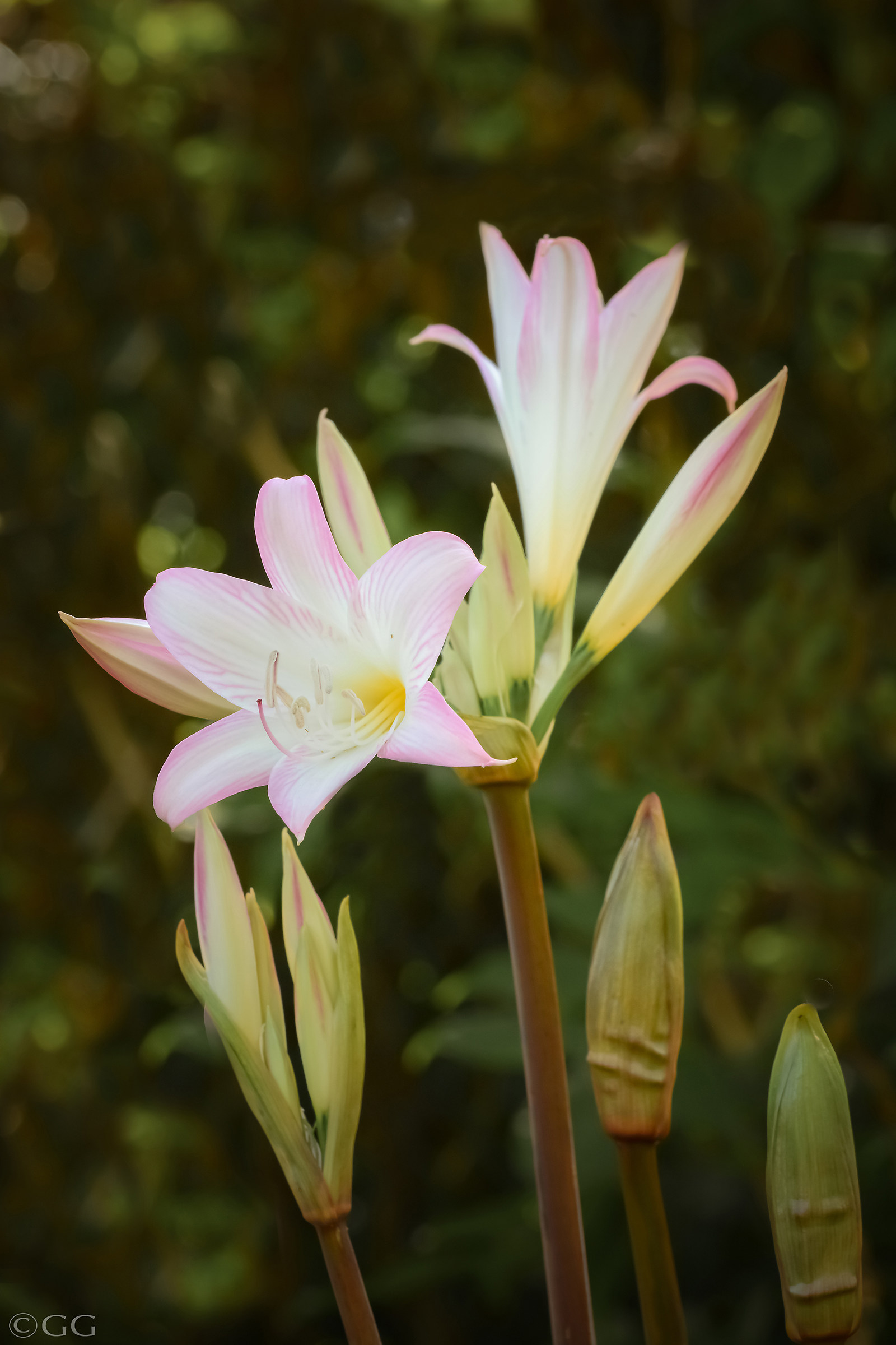 Amaryllis Belladonna