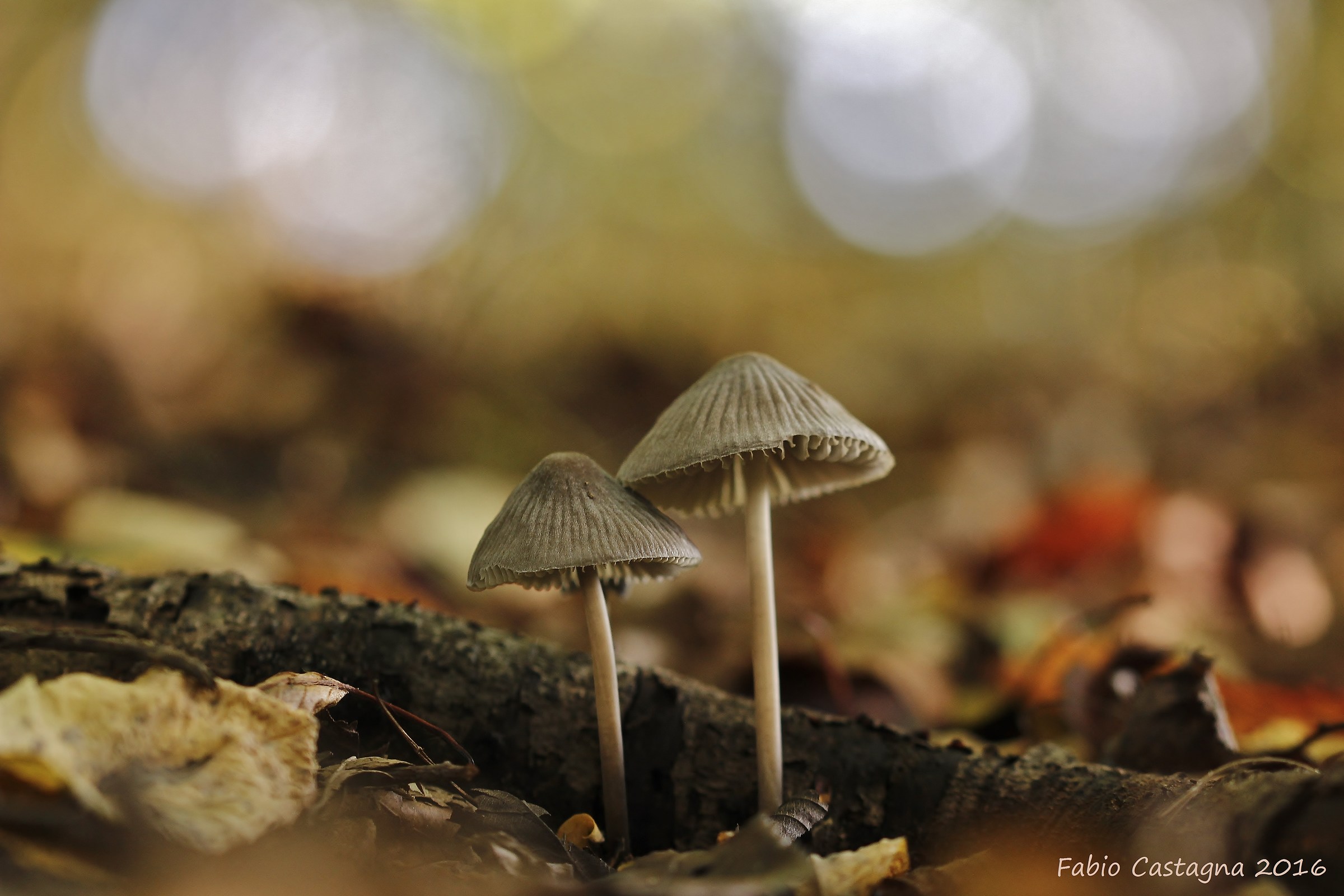 This Autumn we are together