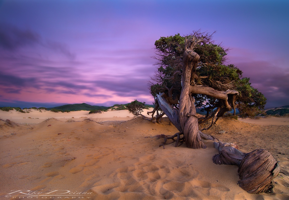 The tree of fairy tales