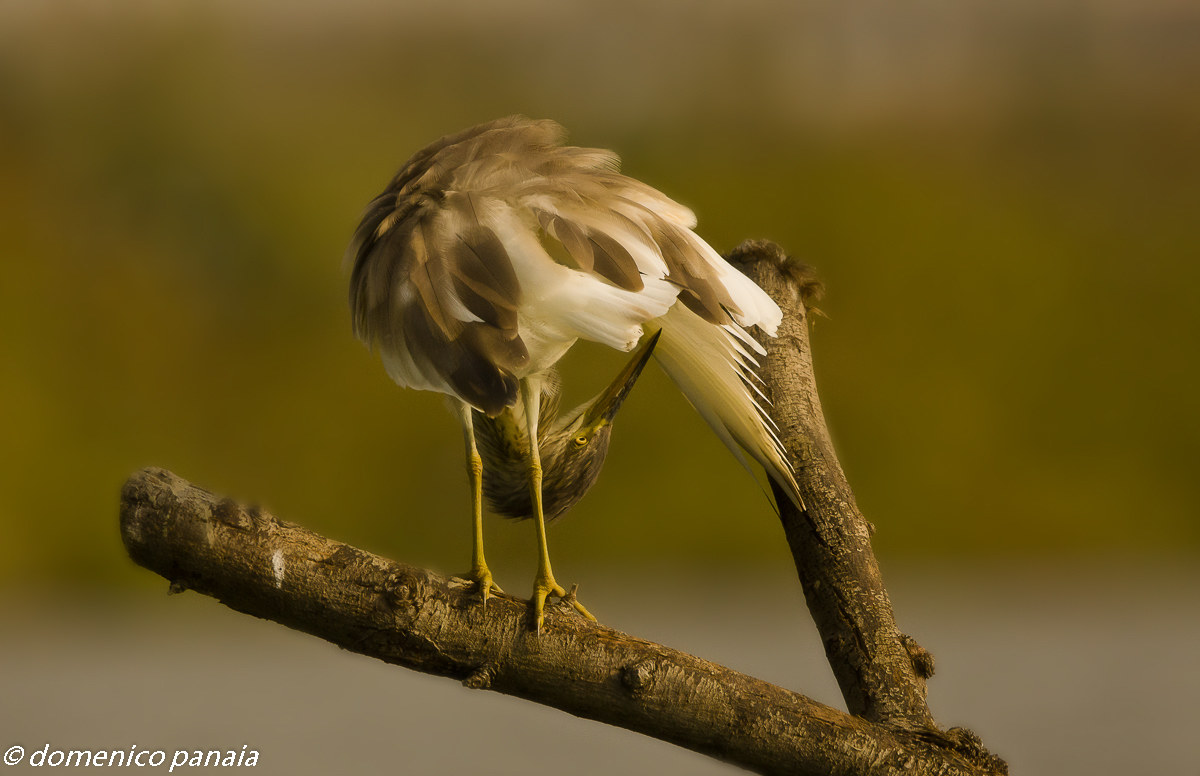 la sgarza si fa bella