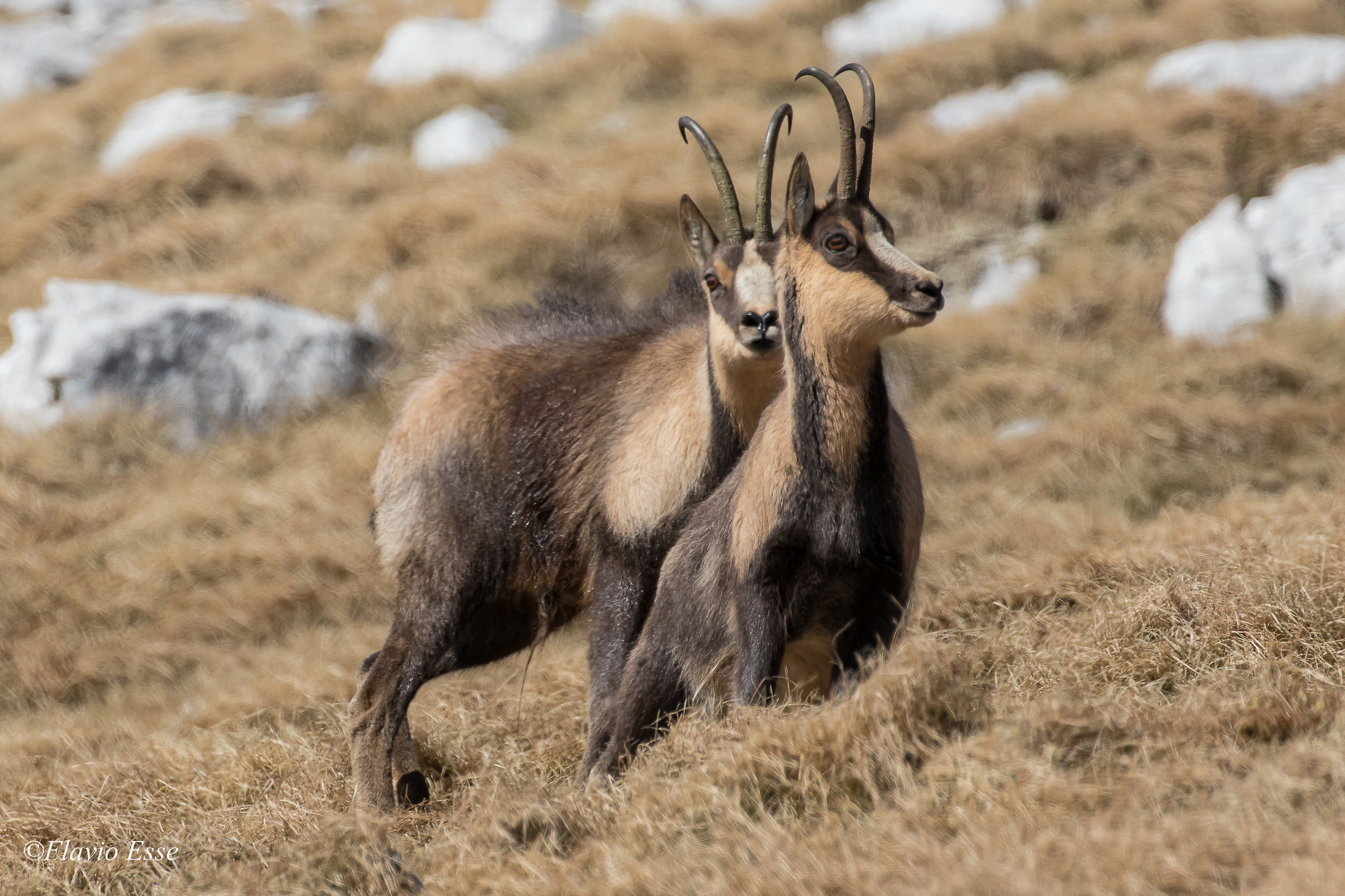 Occhio ragazza....è dietro di teee!!!