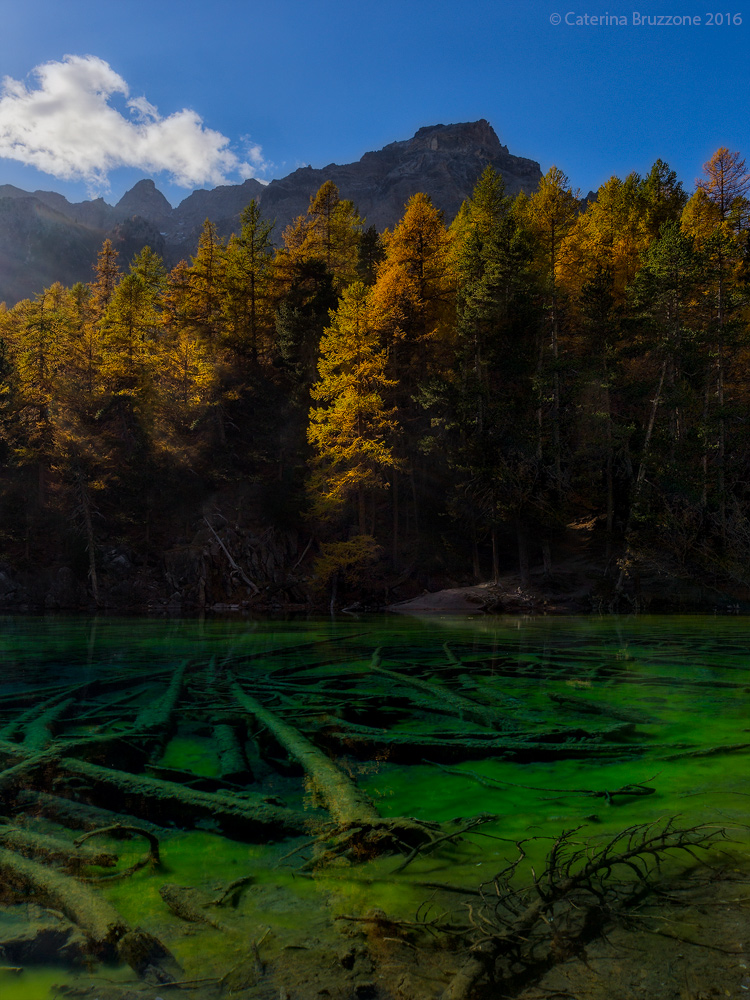 The submerged forest