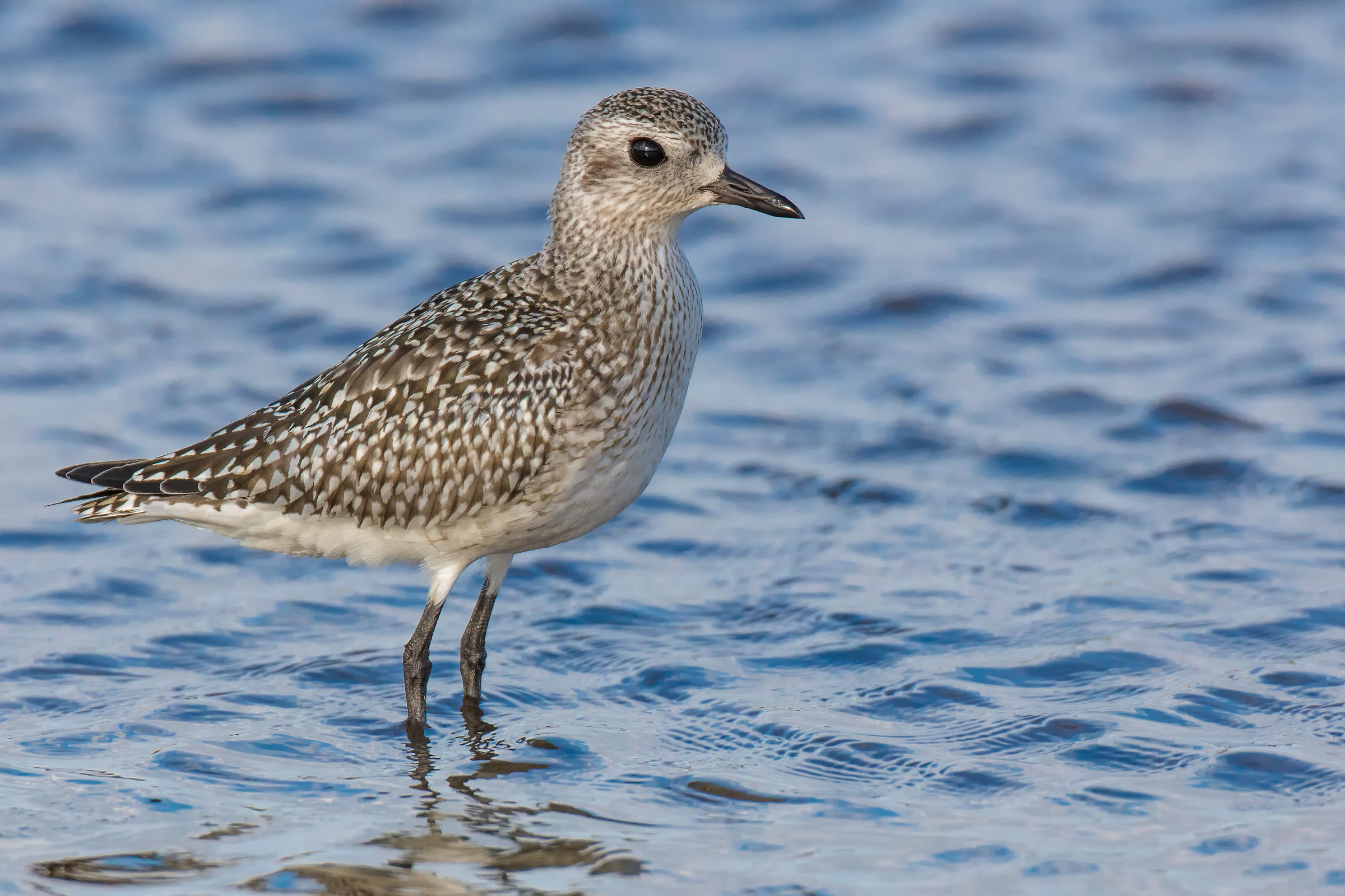Grey Plover