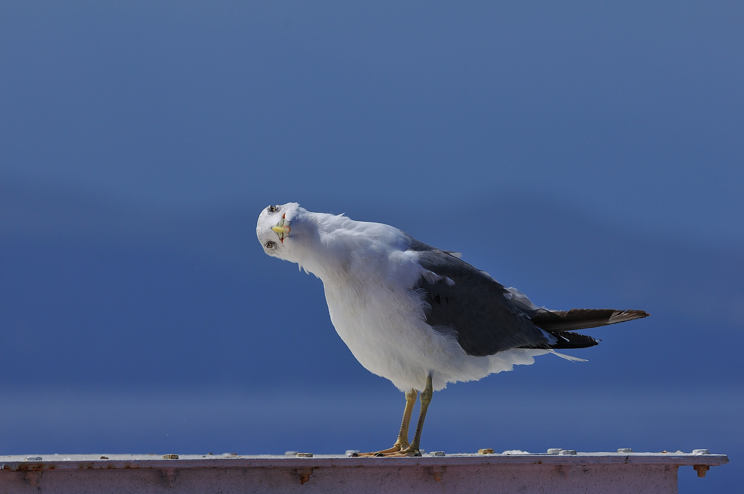 che strana posa(ritorno isola D'Elba Piombino)